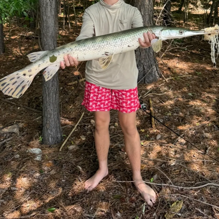 The most recent Longnose gar catches on Fishbrain
