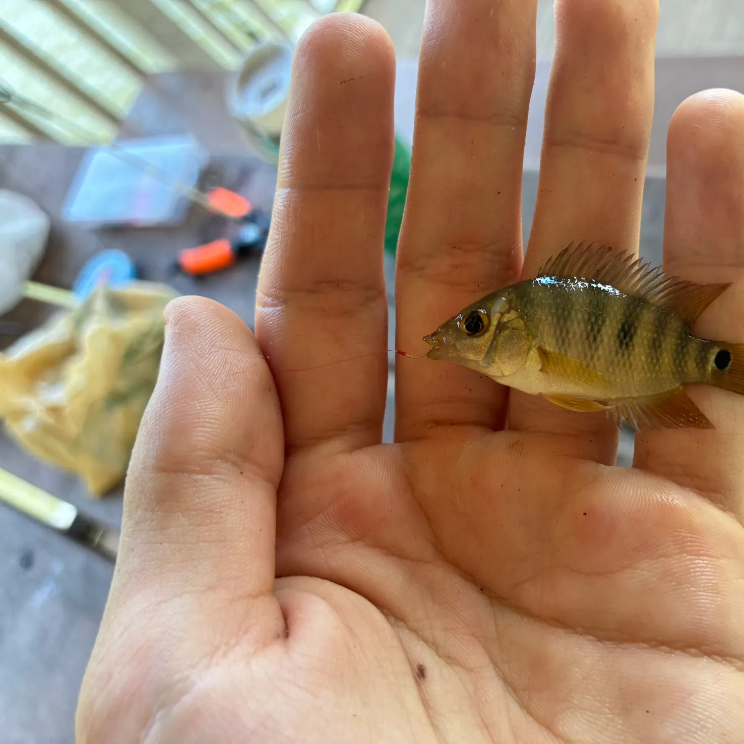 Mayan cichlid caught on Fishbrain