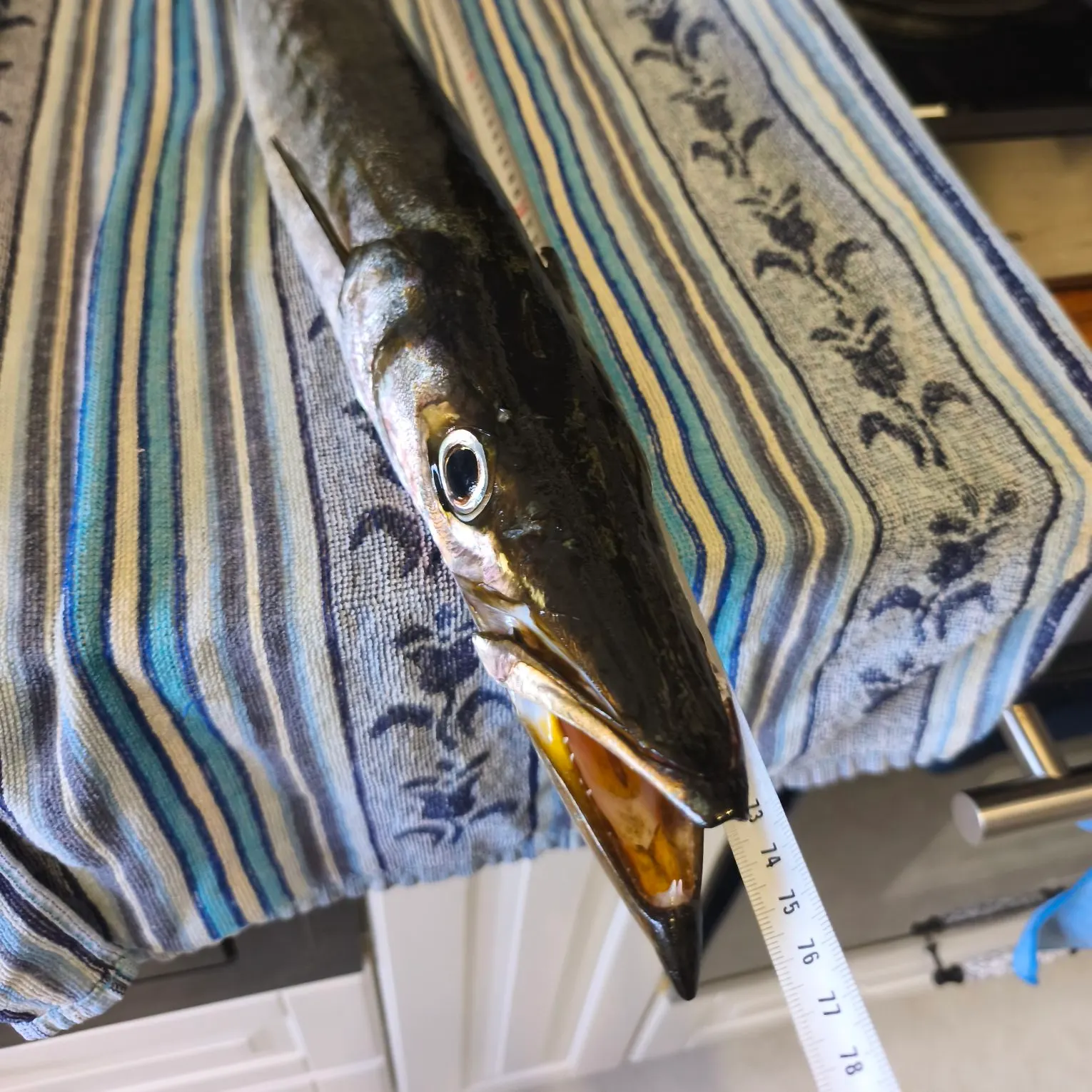 The most recent Pickhandle barracuda catches on Fishbrain