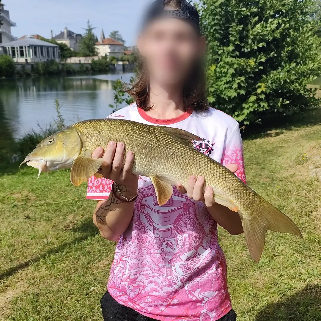 Common barbel caught on Fishbrain