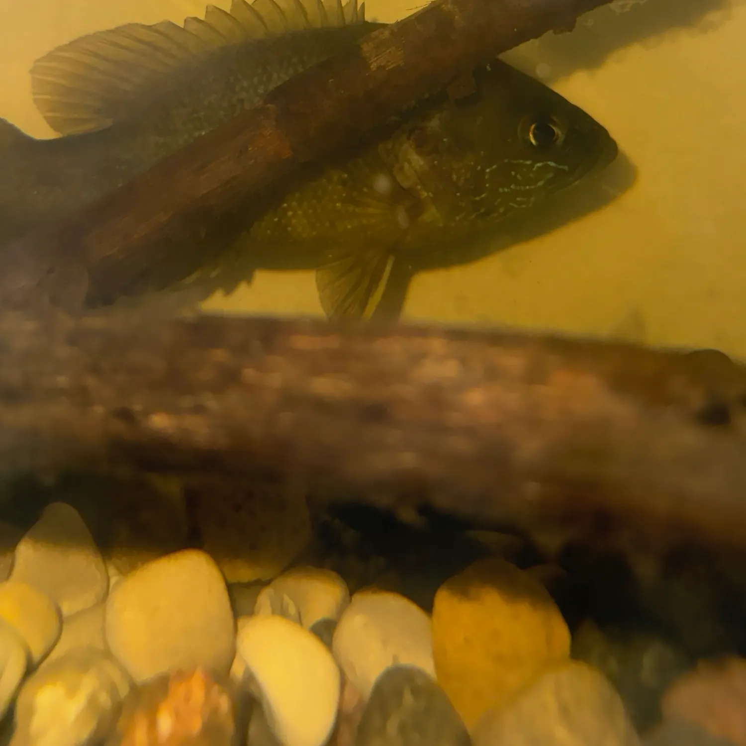 Green sunfish caught on Fishbrain