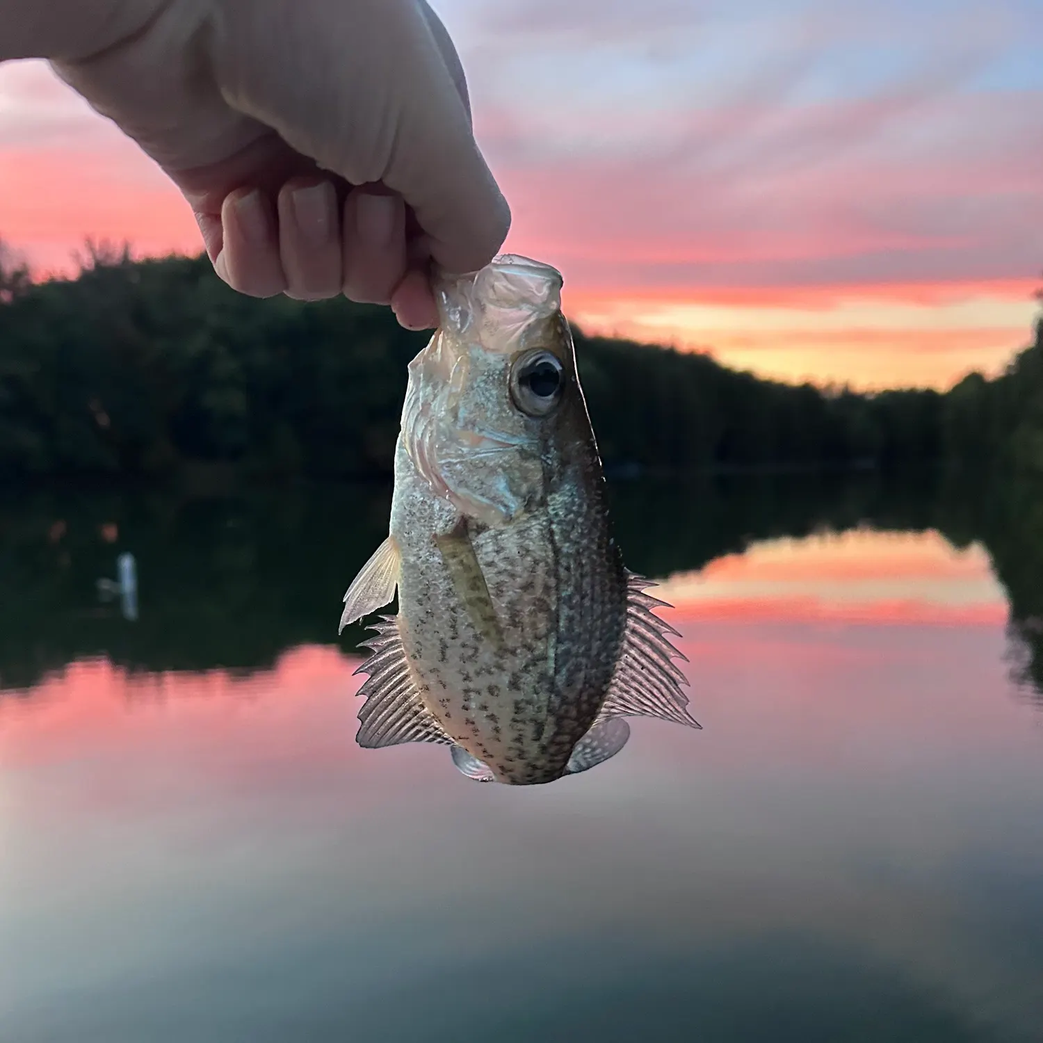 Black crappie caught on Fishbrain