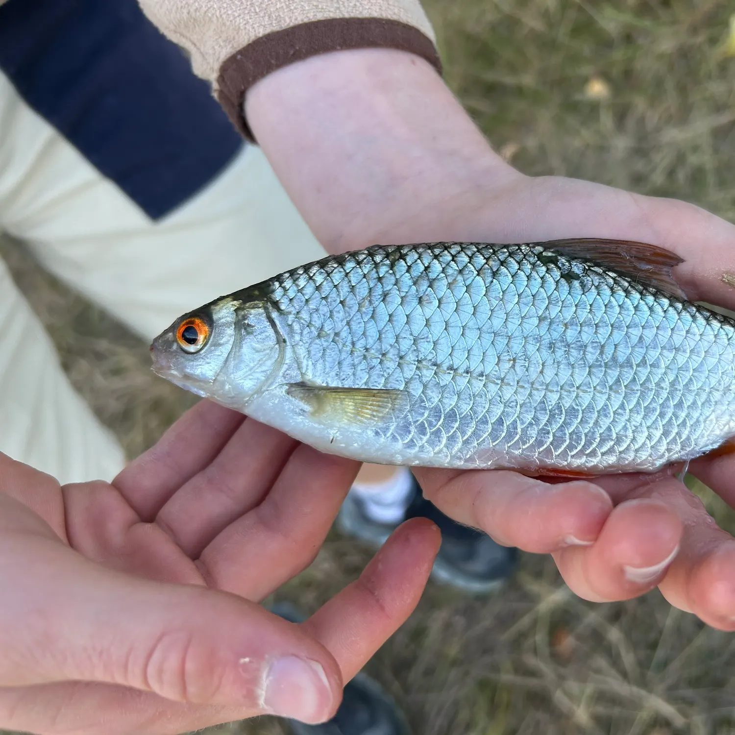 Common roach caught on Fishbrain