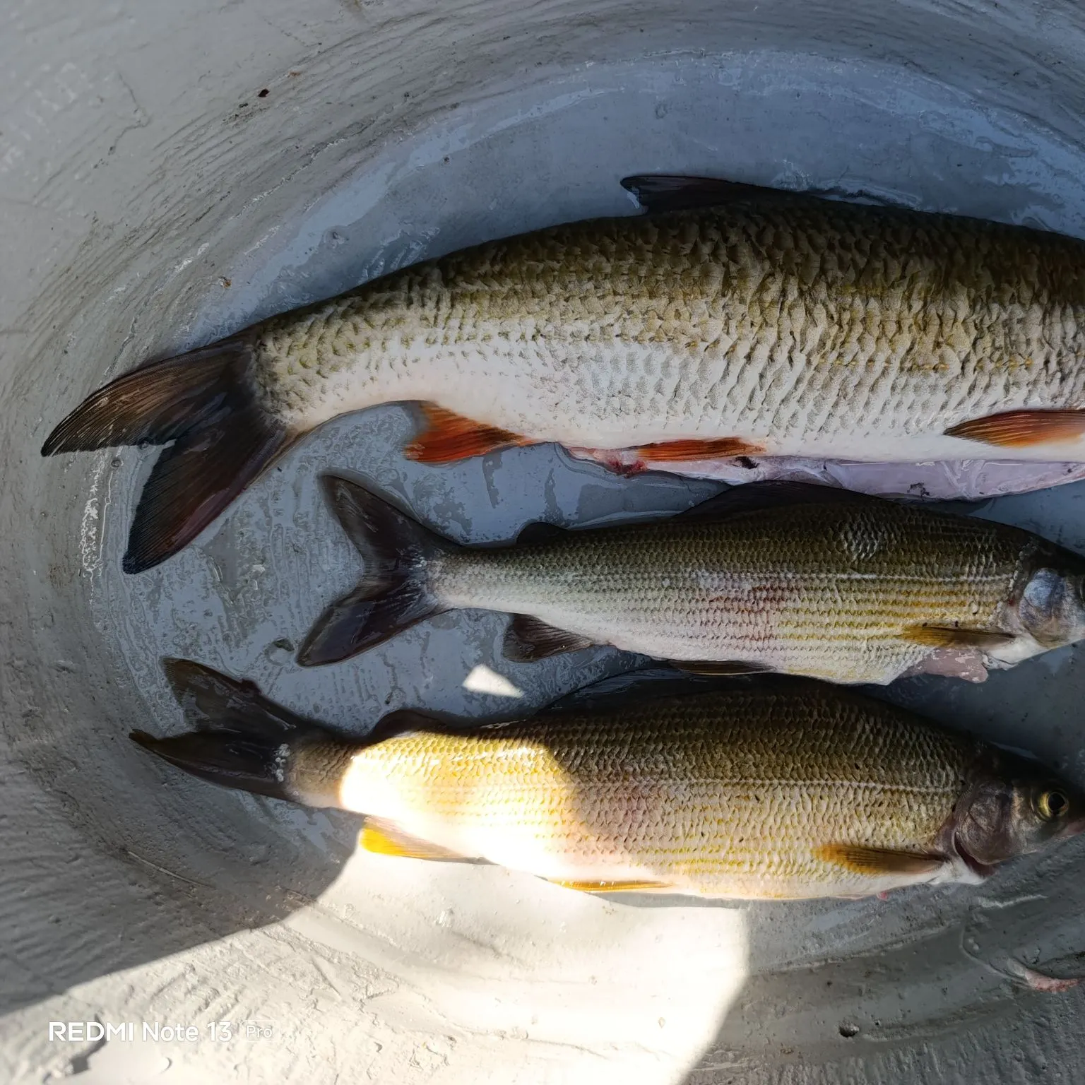 European grayling caught on Fishbrain