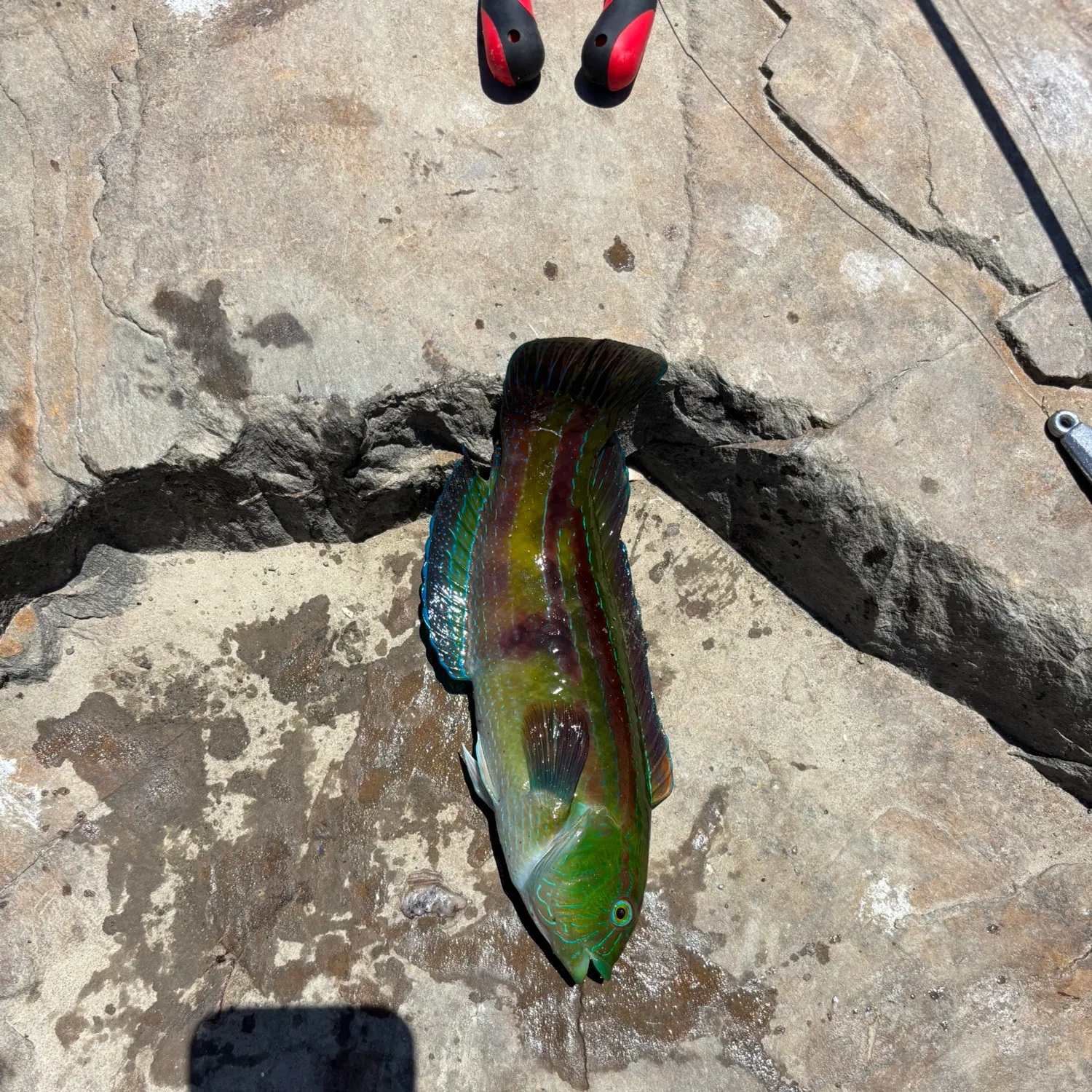 The most recent Patrician wrasse catches on Fishbrain