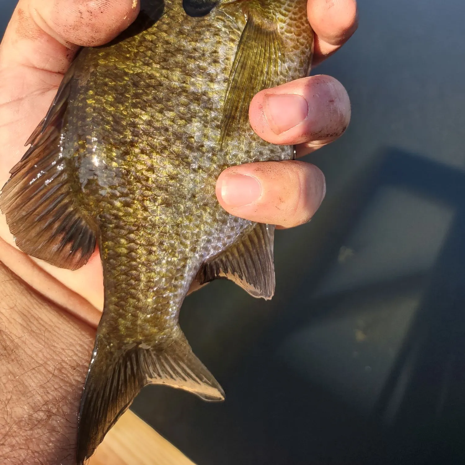 Bluegill caught on Fishbrain