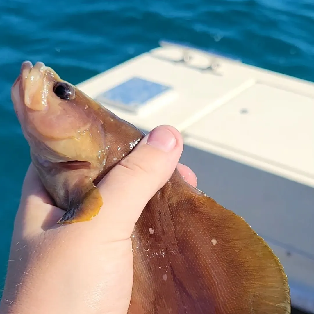 The most recent Whitespotted soapfish catches on Fishbrain
