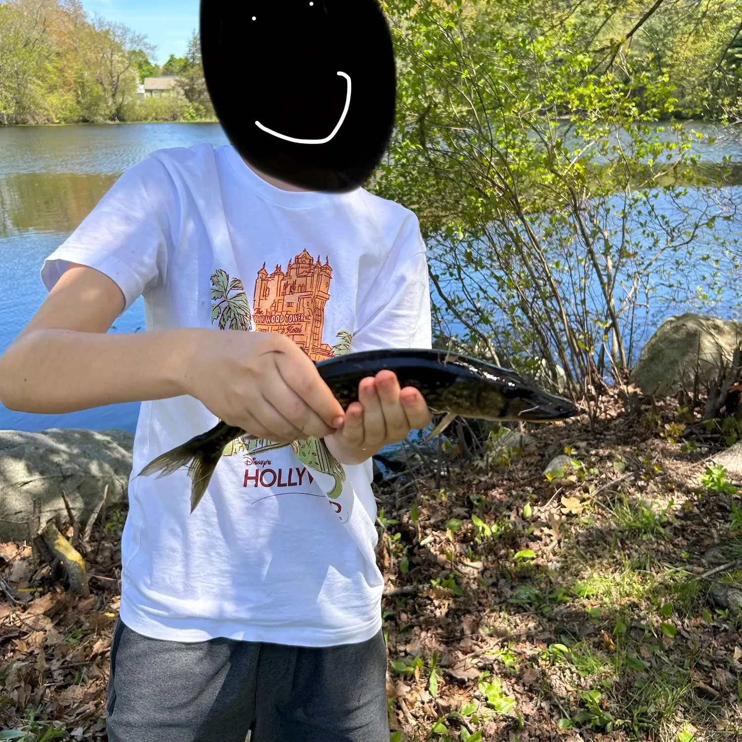 Chain pickerel caught on Fishbrain