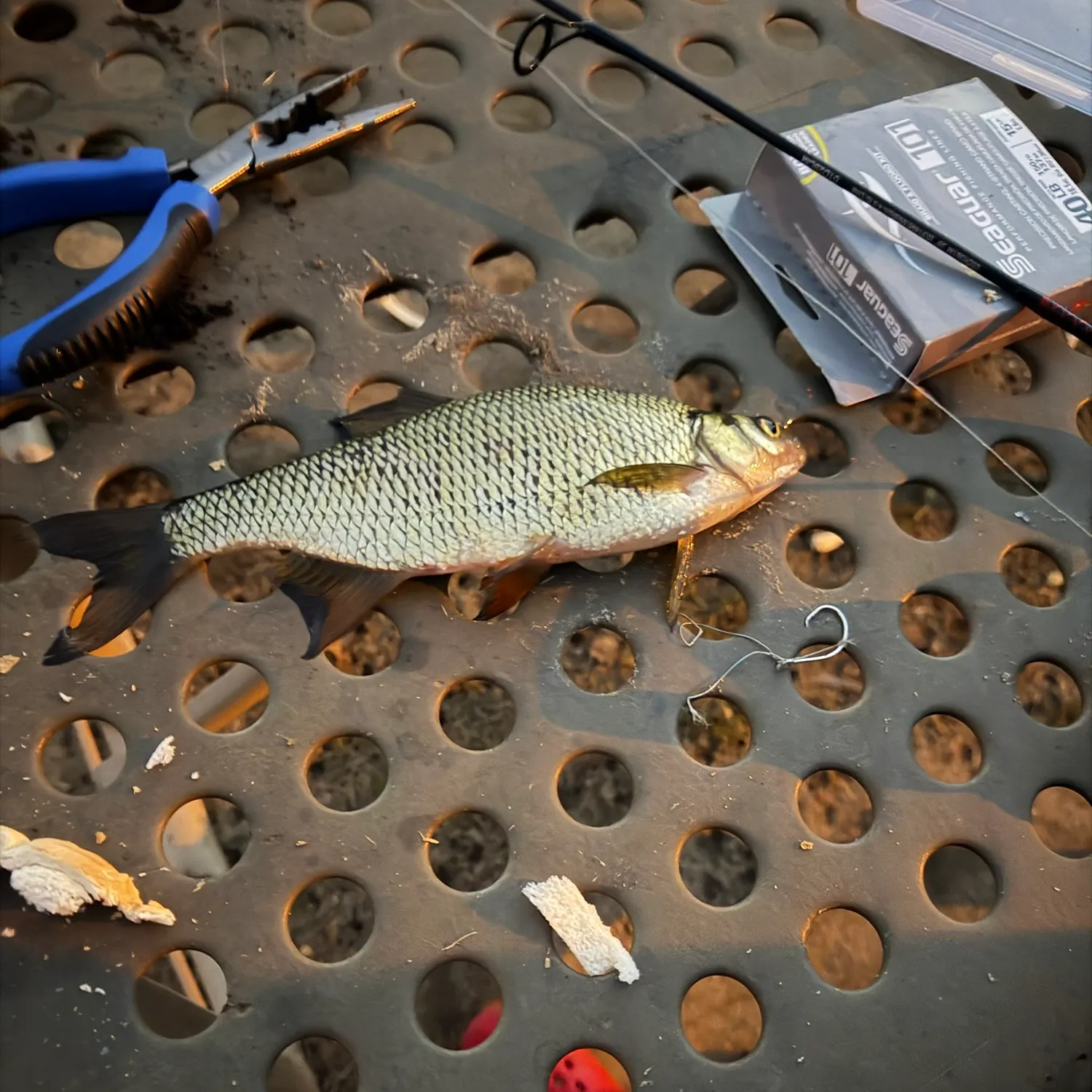 Golden shiner caught on Fishbrain
