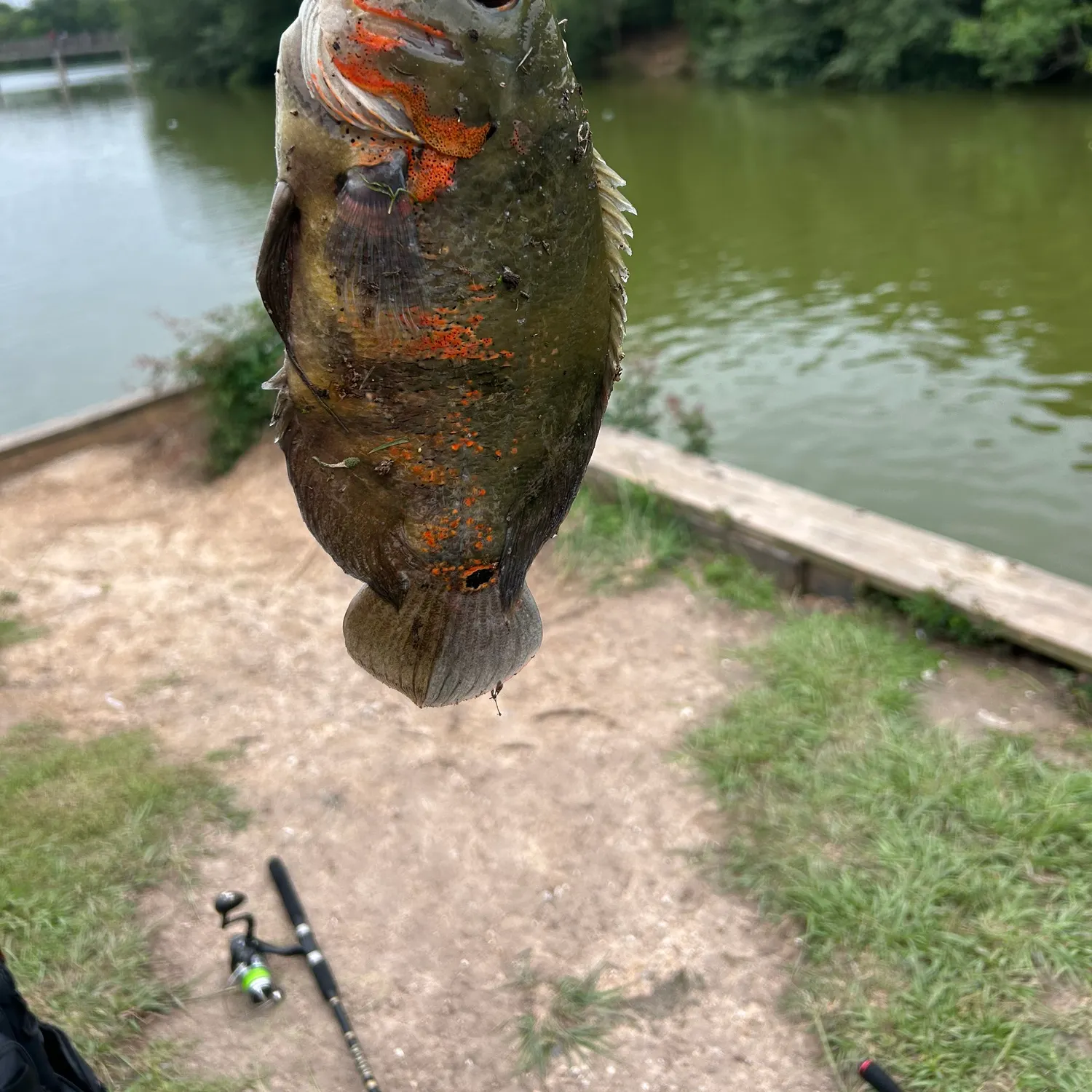 The most recent Oscar catches on Fishbrain