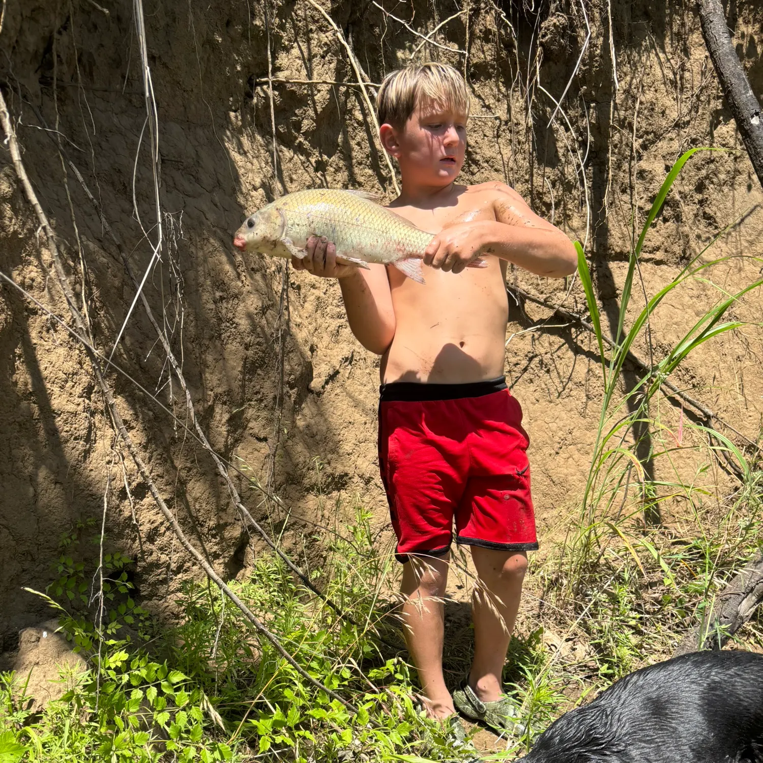 The most recent Smallmouth buffalo catches on Fishbrain