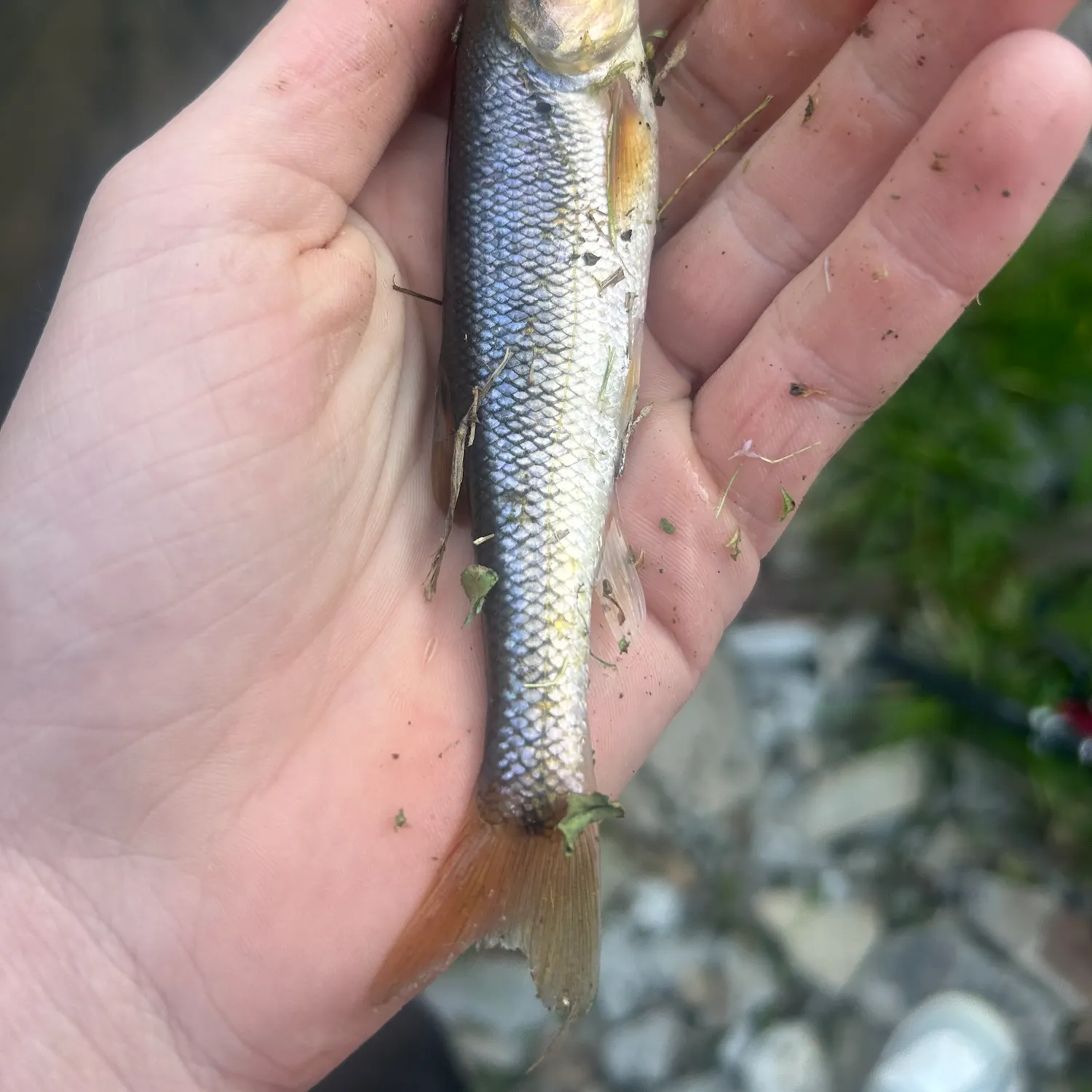 The most recent Creek chub catches on Fishbrain