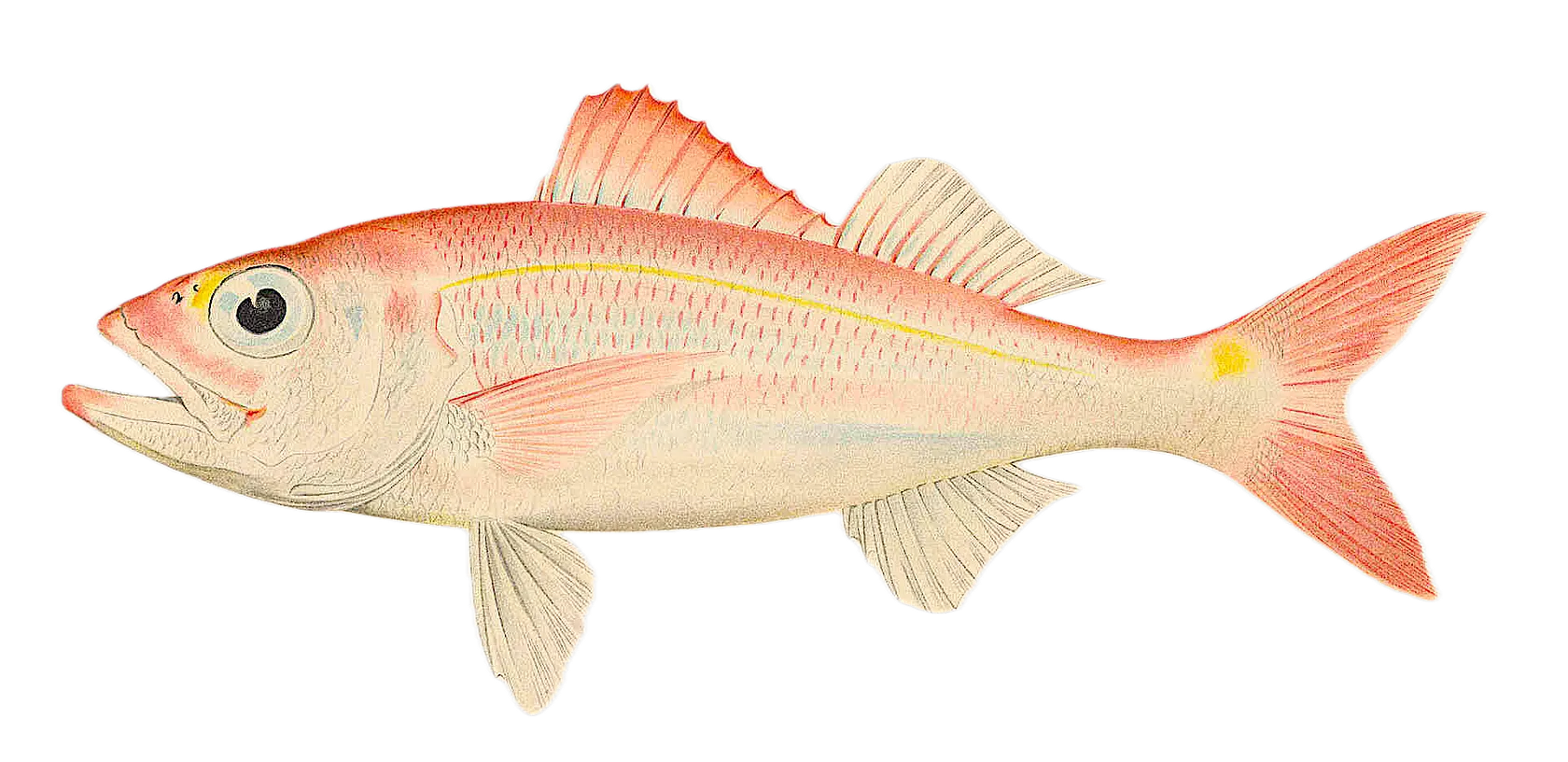 Ruby snapper