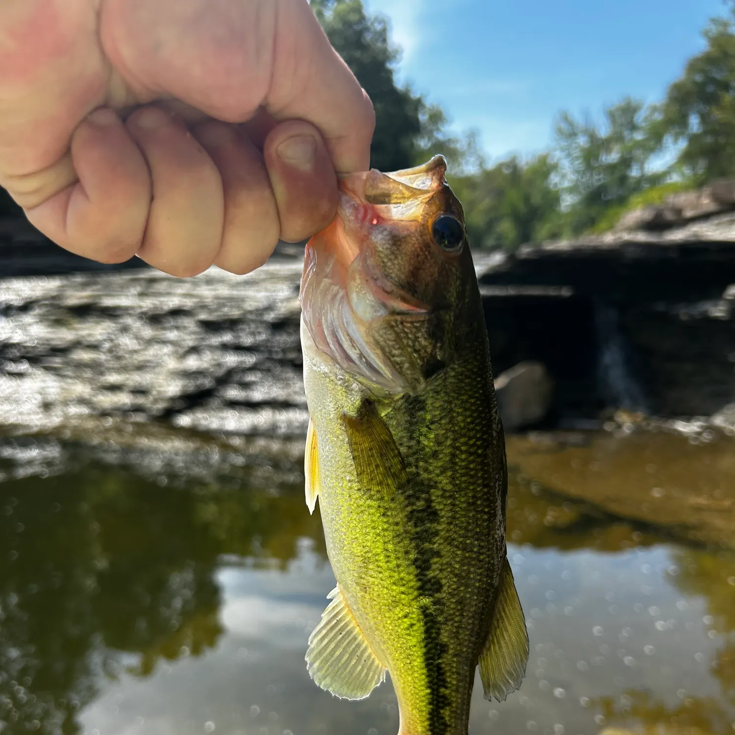 Largemouth bass caught on Fishbrain