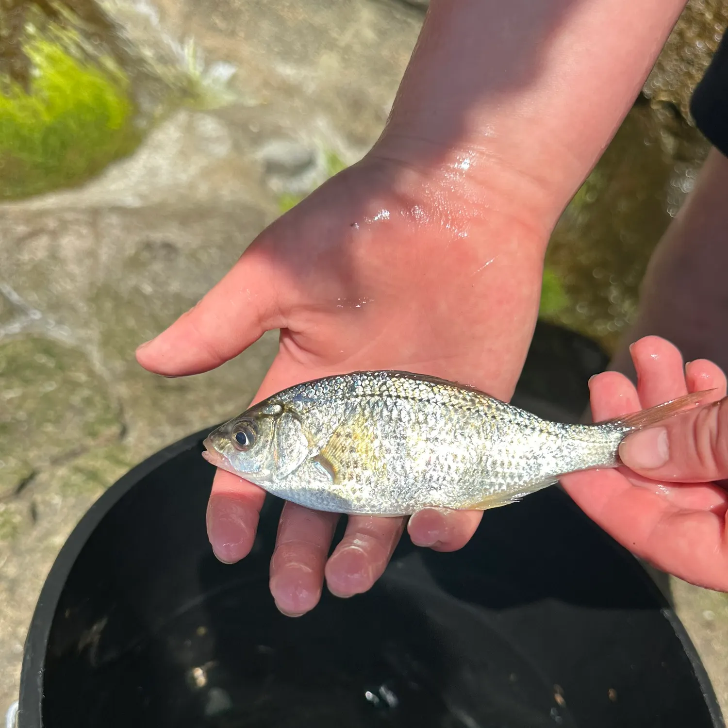 The most recent Pile perch catches on Fishbrain