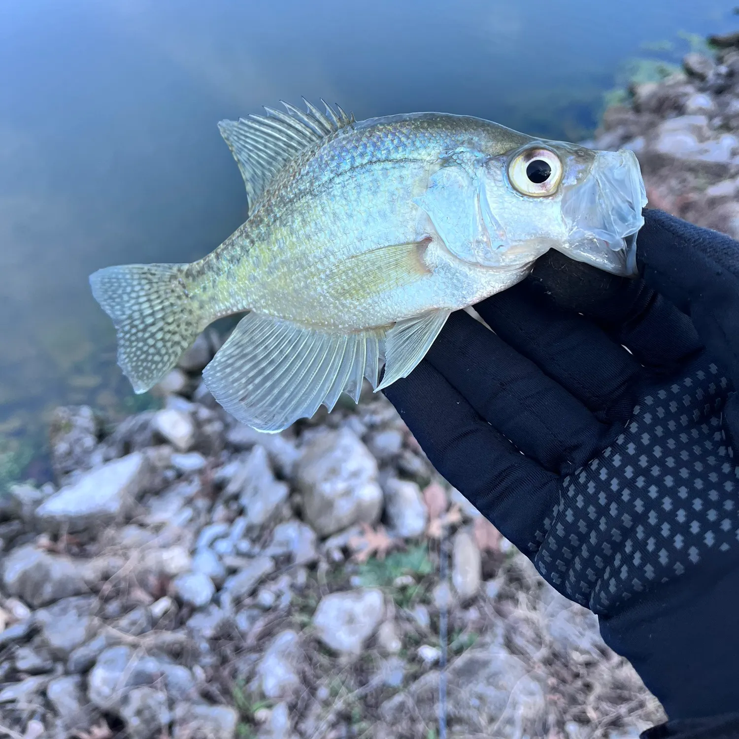 The most recent Black crappie catches on Fishbrain