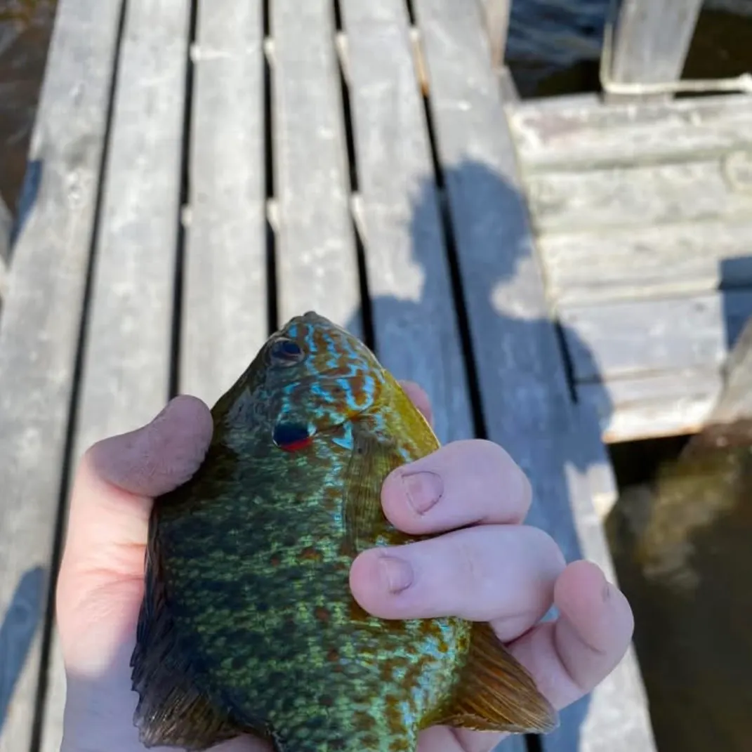The most recent Pumpkinseed catches on Fishbrain