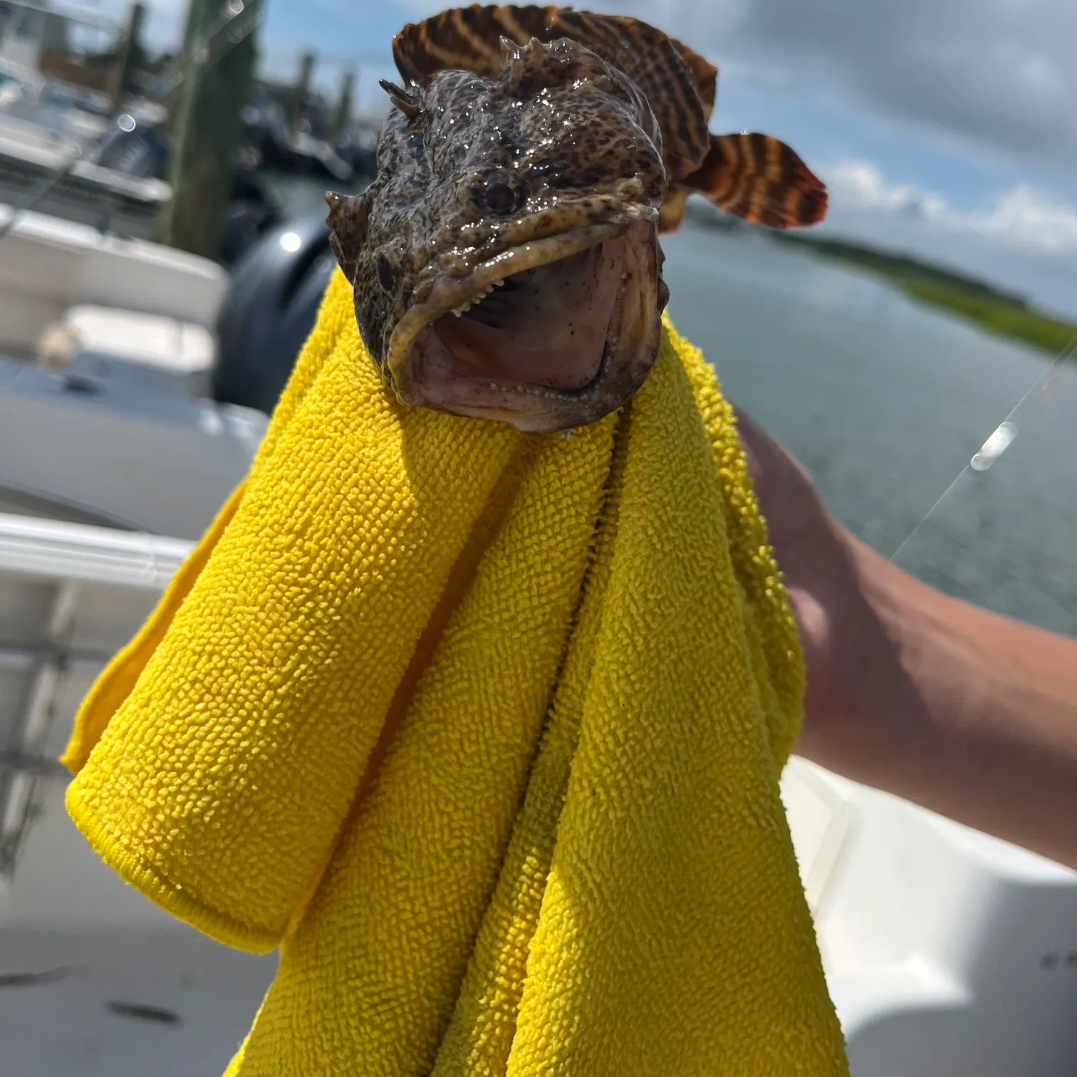 Oyster toadfish caught on Fishbrain