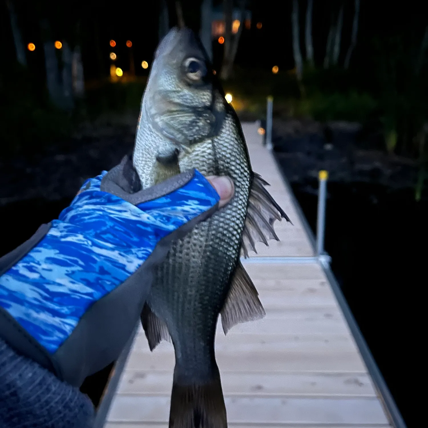 White perch caught on Fishbrain