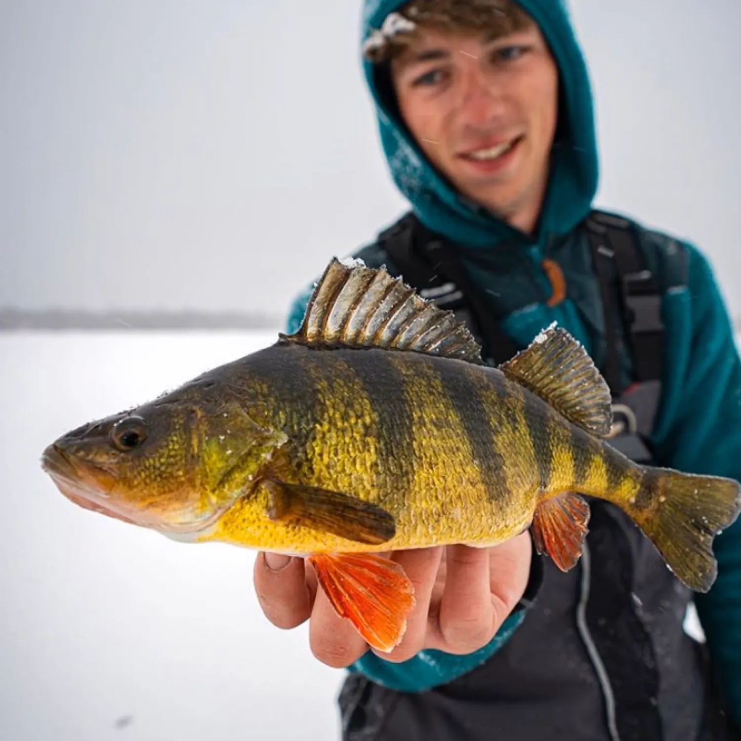 The most popular recent Yellow perch catch on Fishbrain