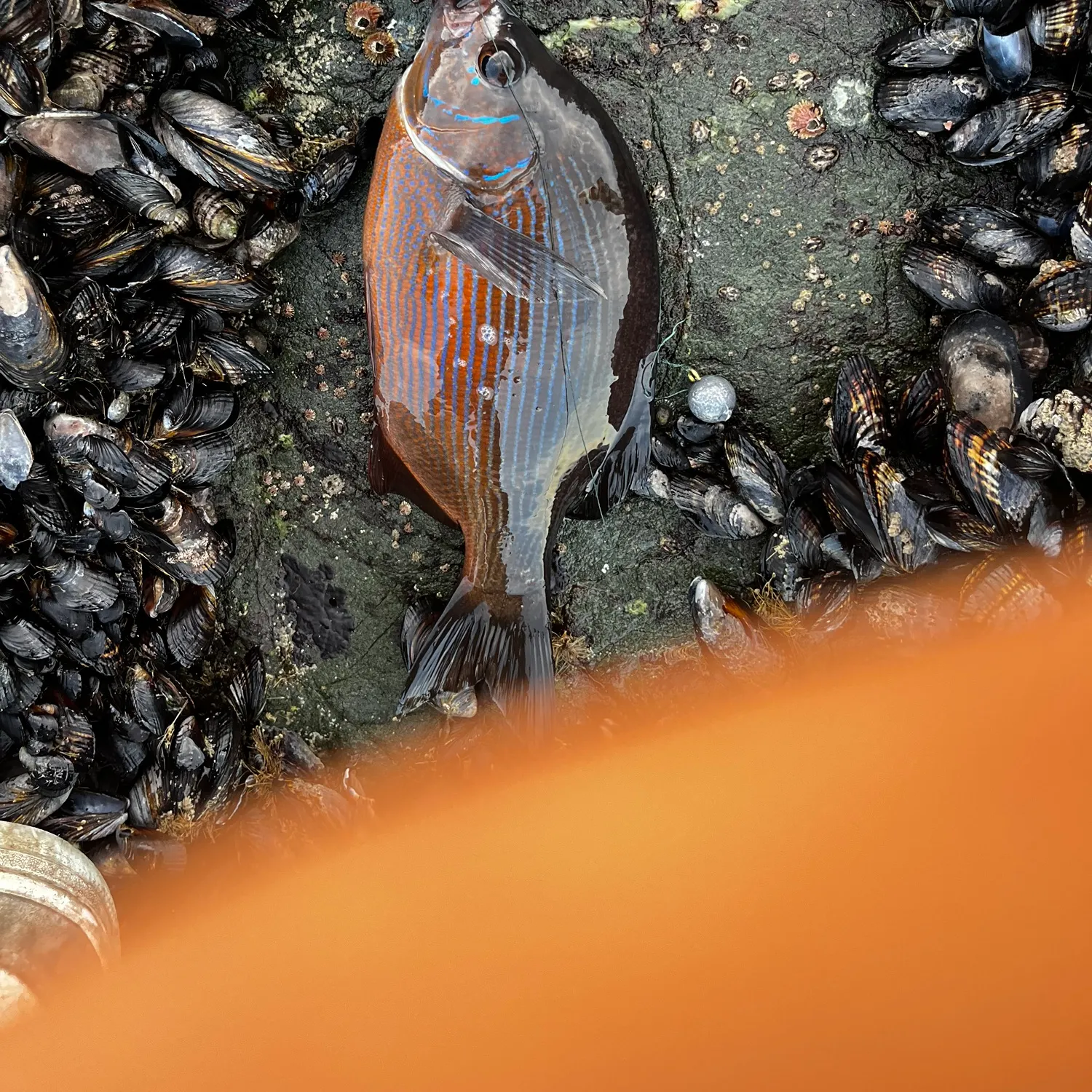 The most recent Rainbow surfperch catches on Fishbrain