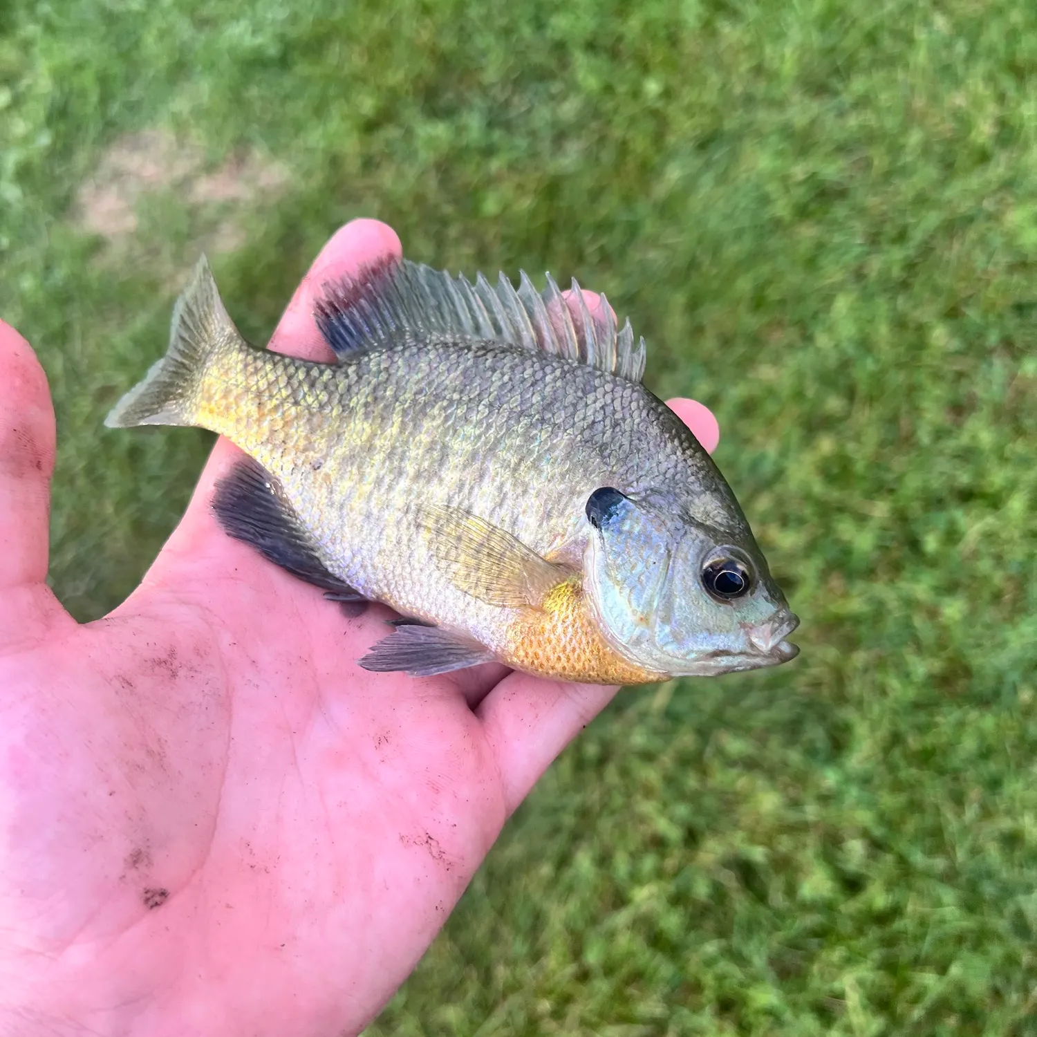 Bluegill caught on Fishbrain