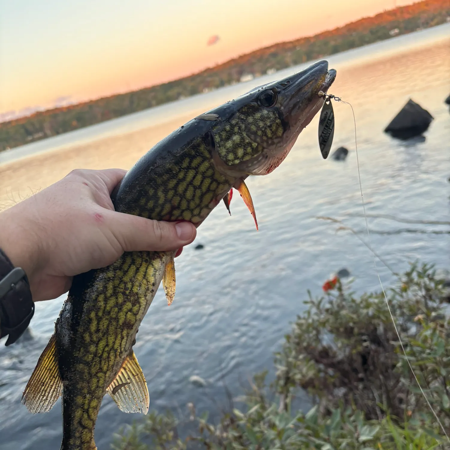 recently logged catches