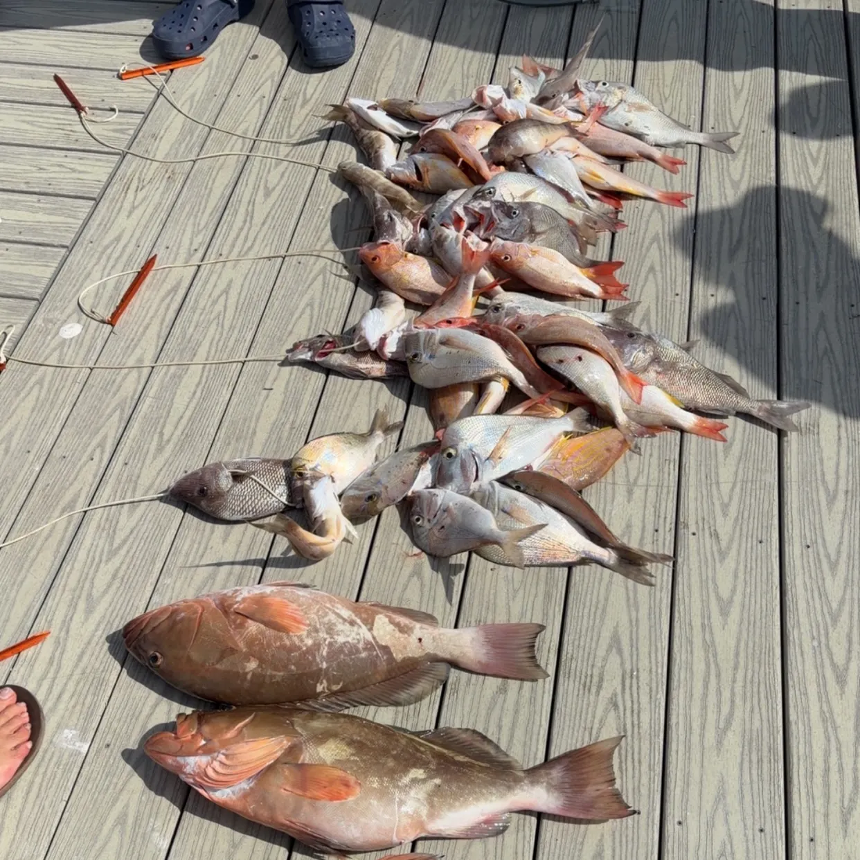 recently logged catches