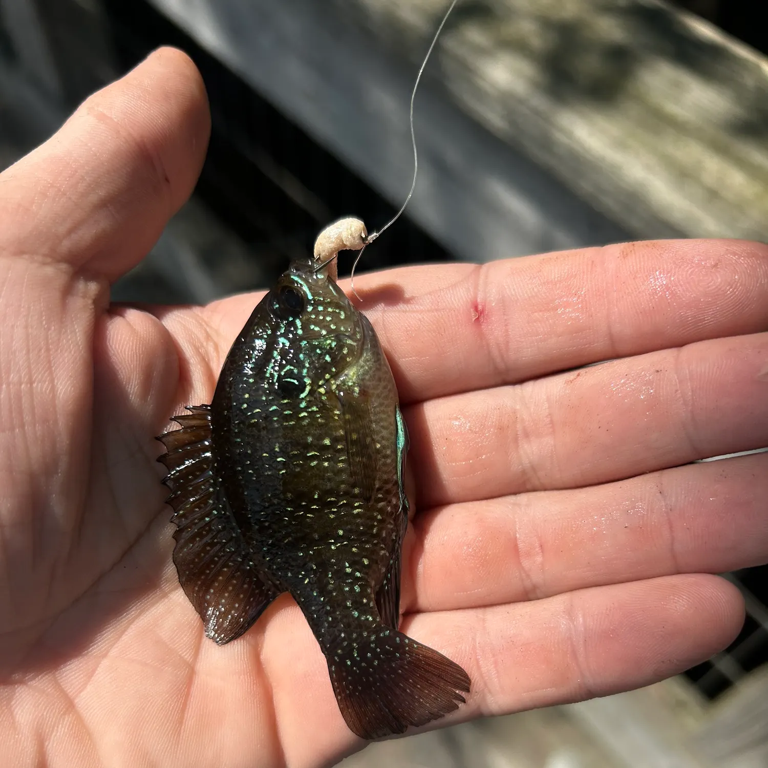 The most recent Bluespotted sunfish catches on Fishbrain