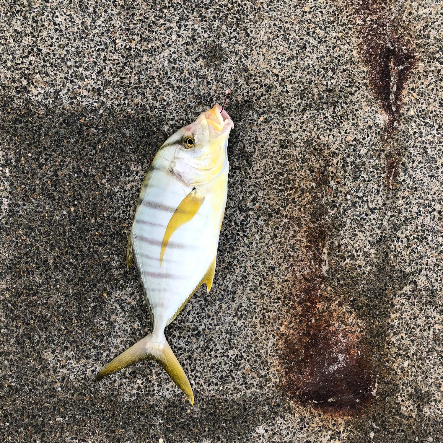 The most recent Golden trevally catches on Fishbrain