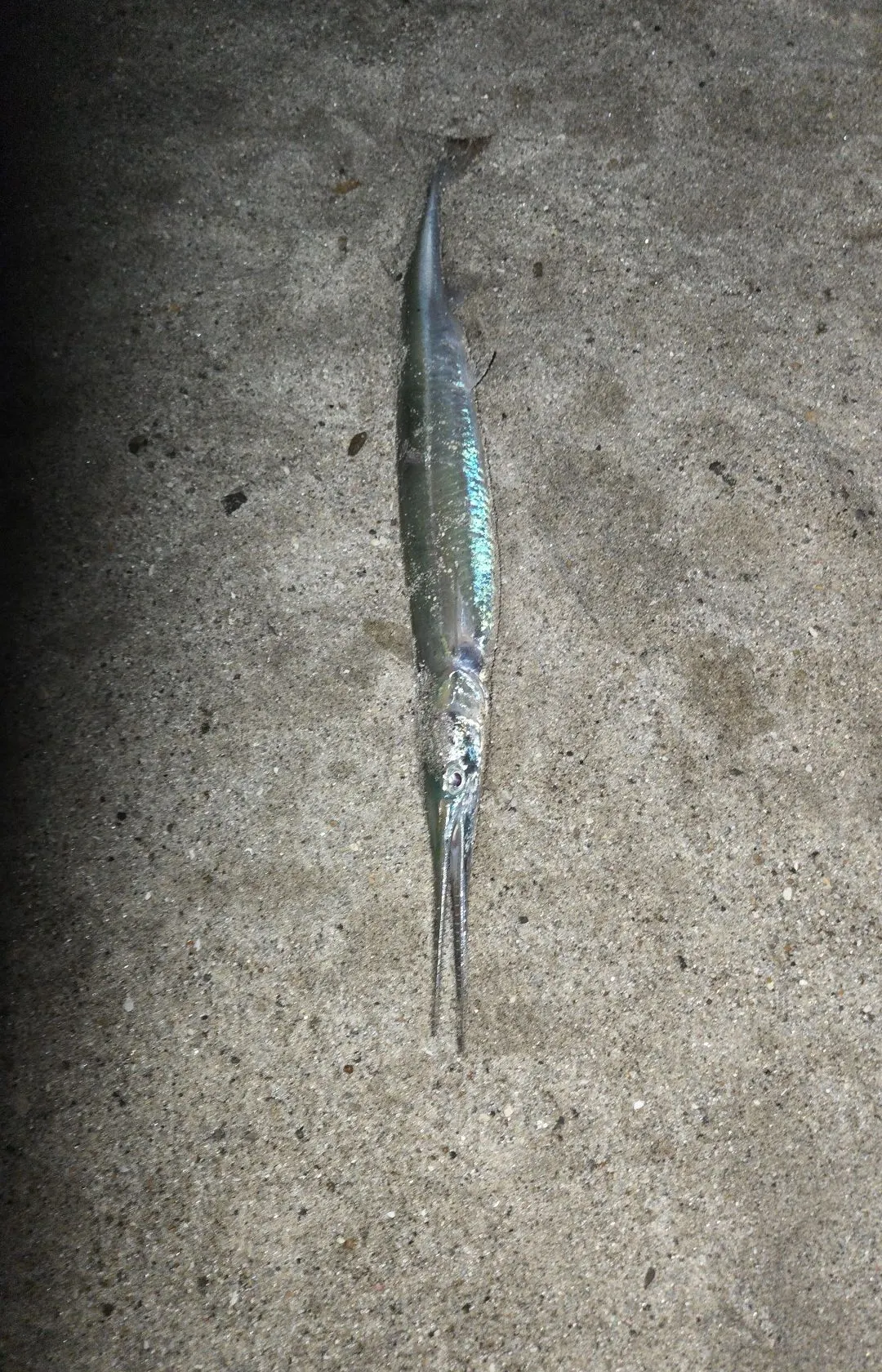 The most popular recent Agujon needlefish catch on Fishbrain