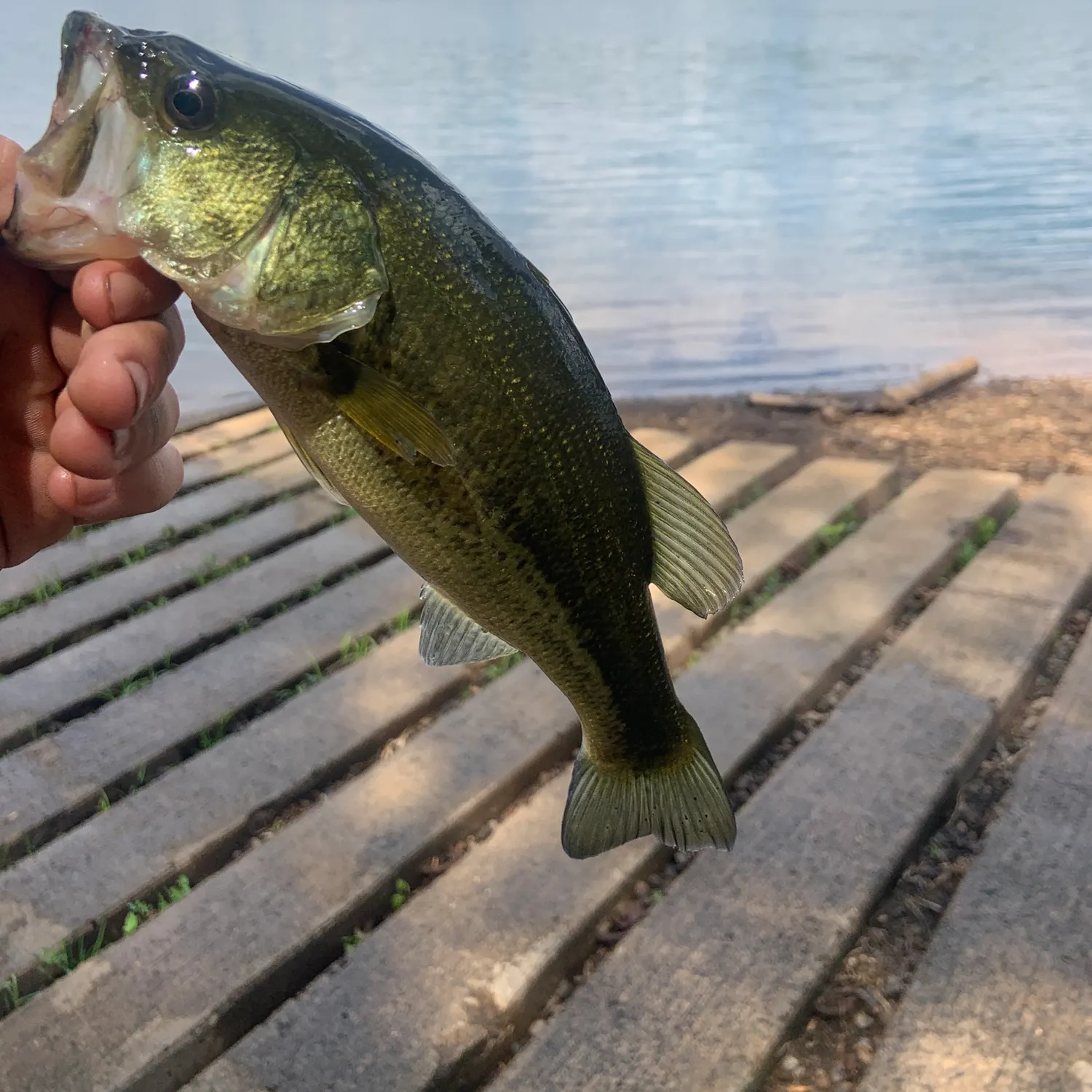 Largemouth bass caught on Fishbrain