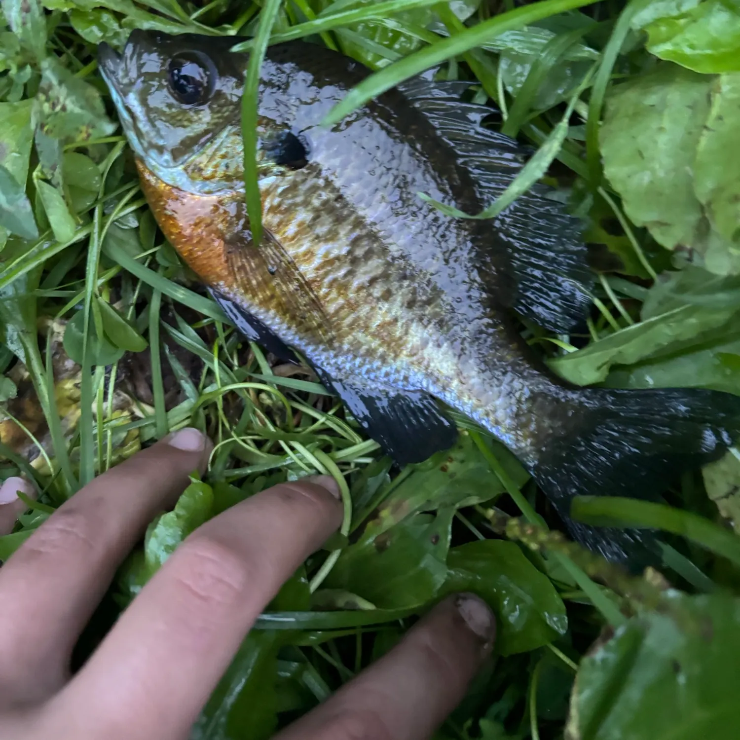 Bluegill caught on Fishbrain