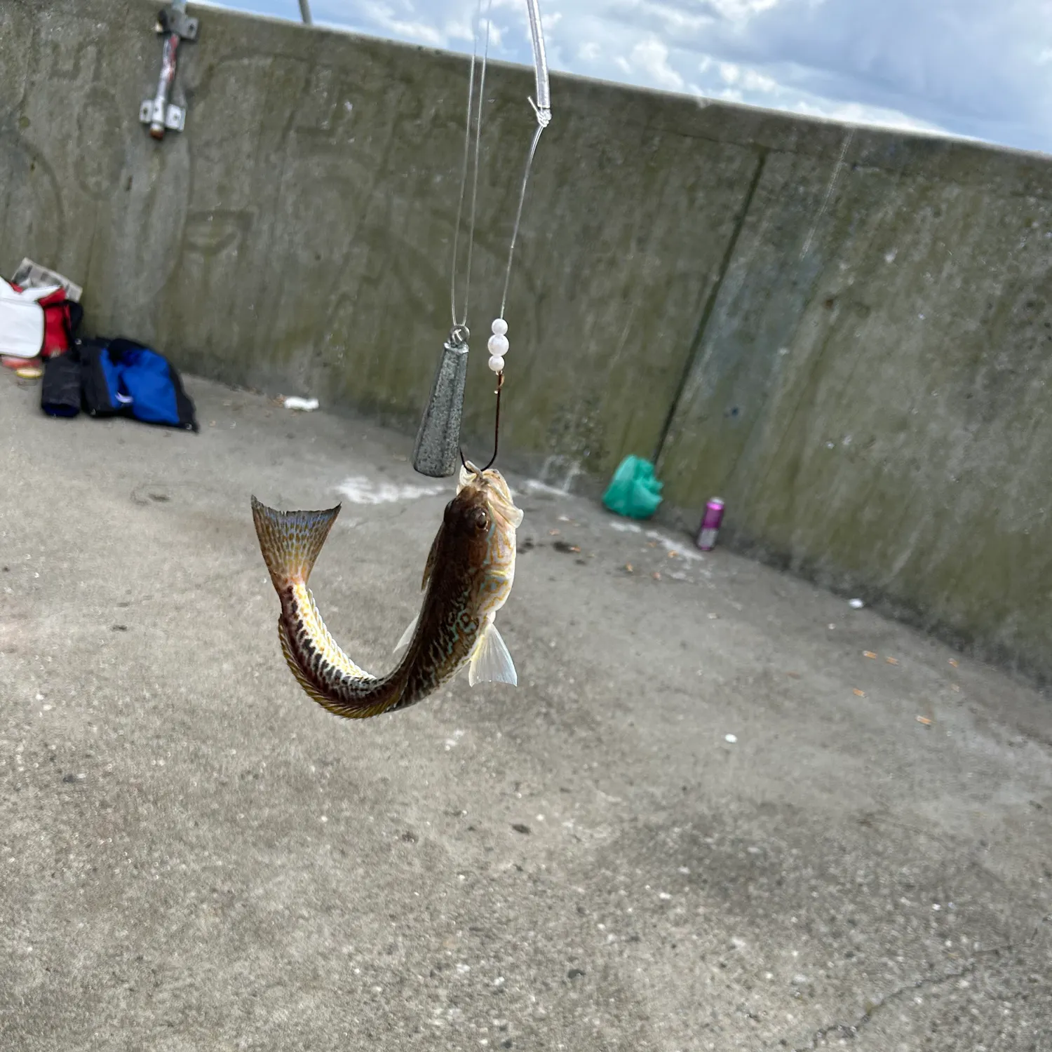 The most recent Greater weever catches on Fishbrain