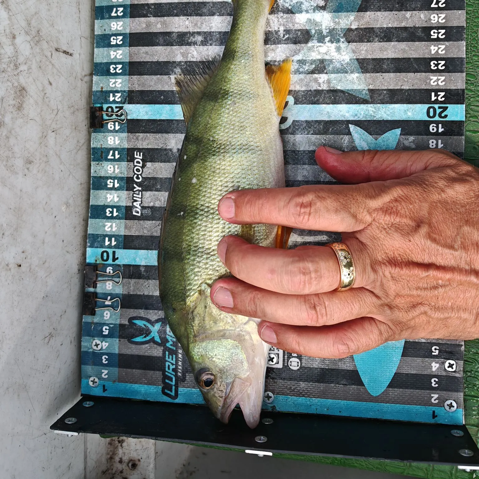 recently logged catches