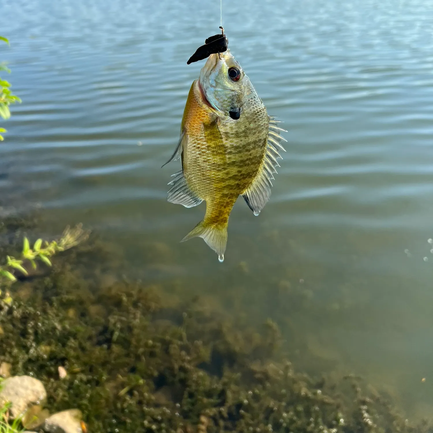 Bluegill caught on Fishbrain