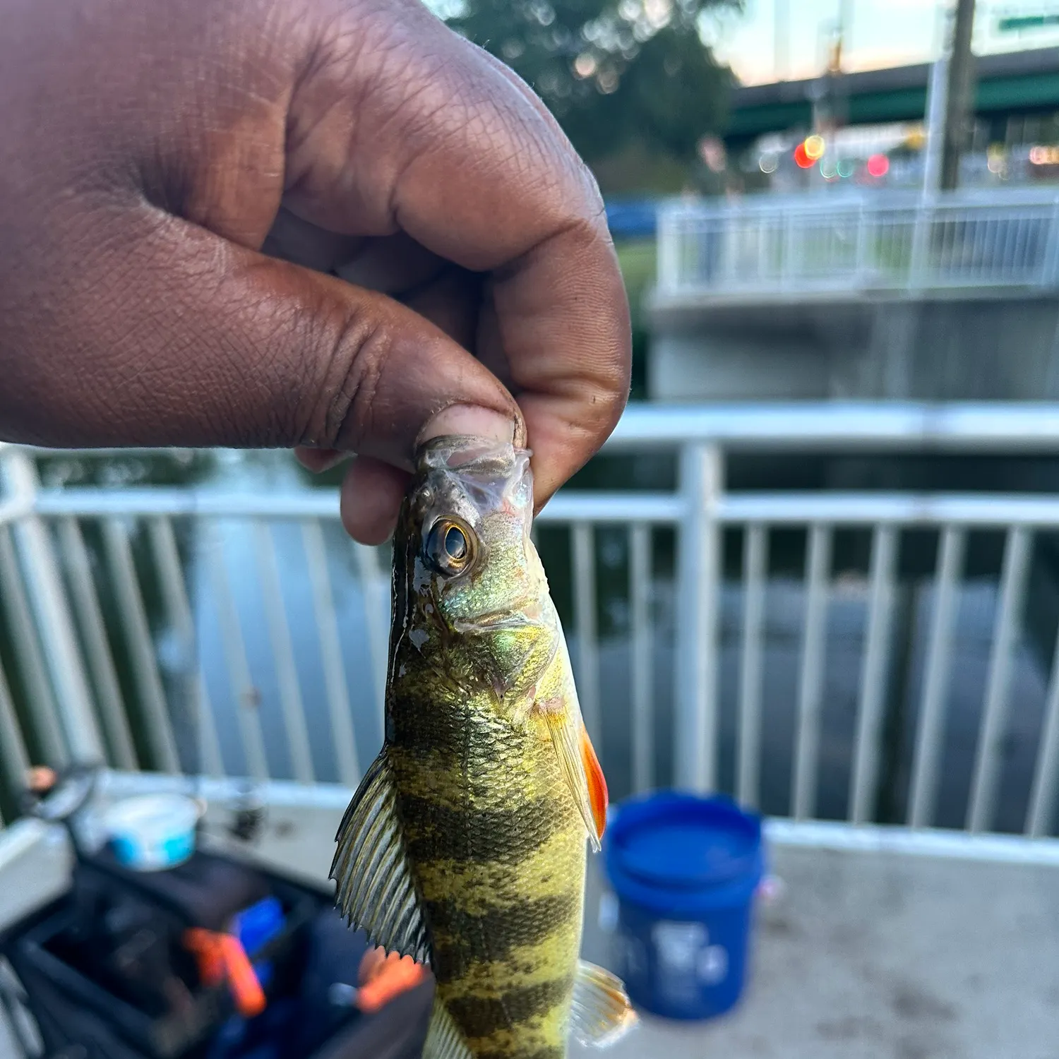 Yellow perch caught on Fishbrain