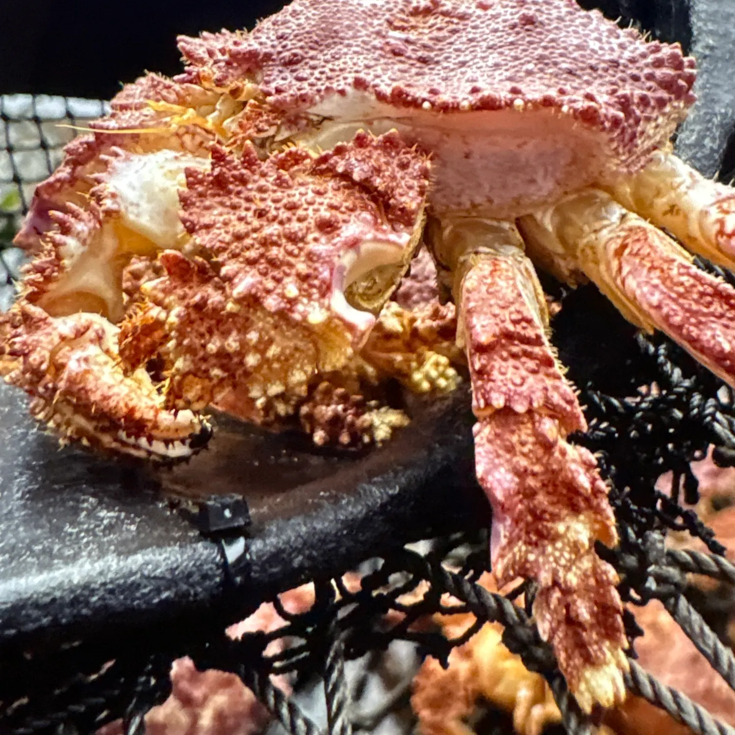 The most recent Alaskan king crab catches on Fishbrain