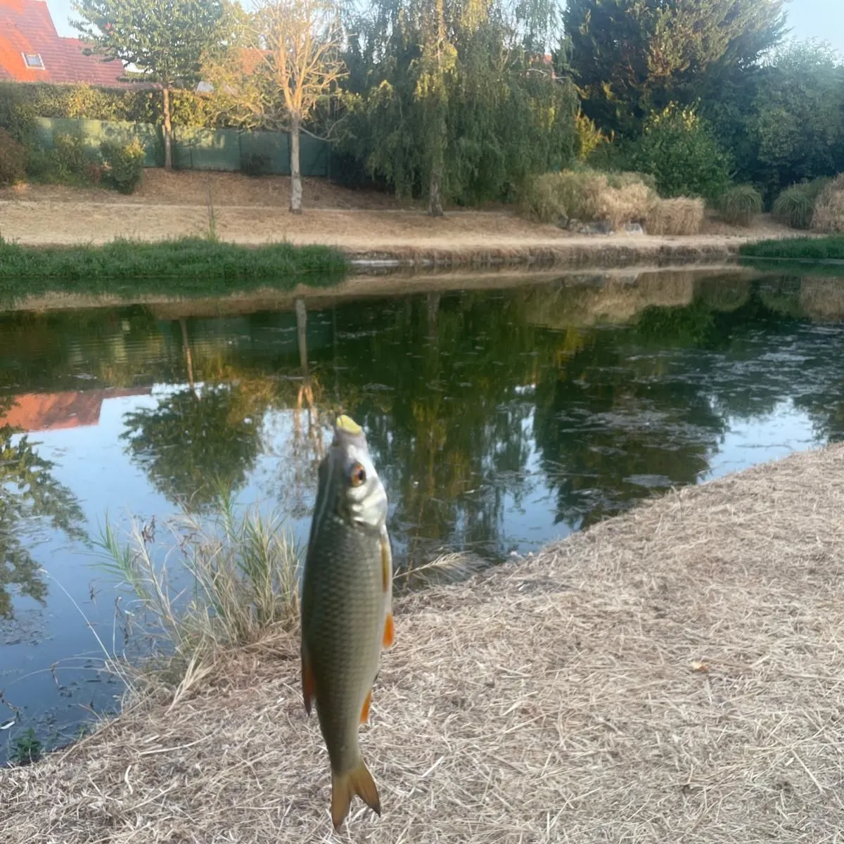 Common roach caught on Fishbrain