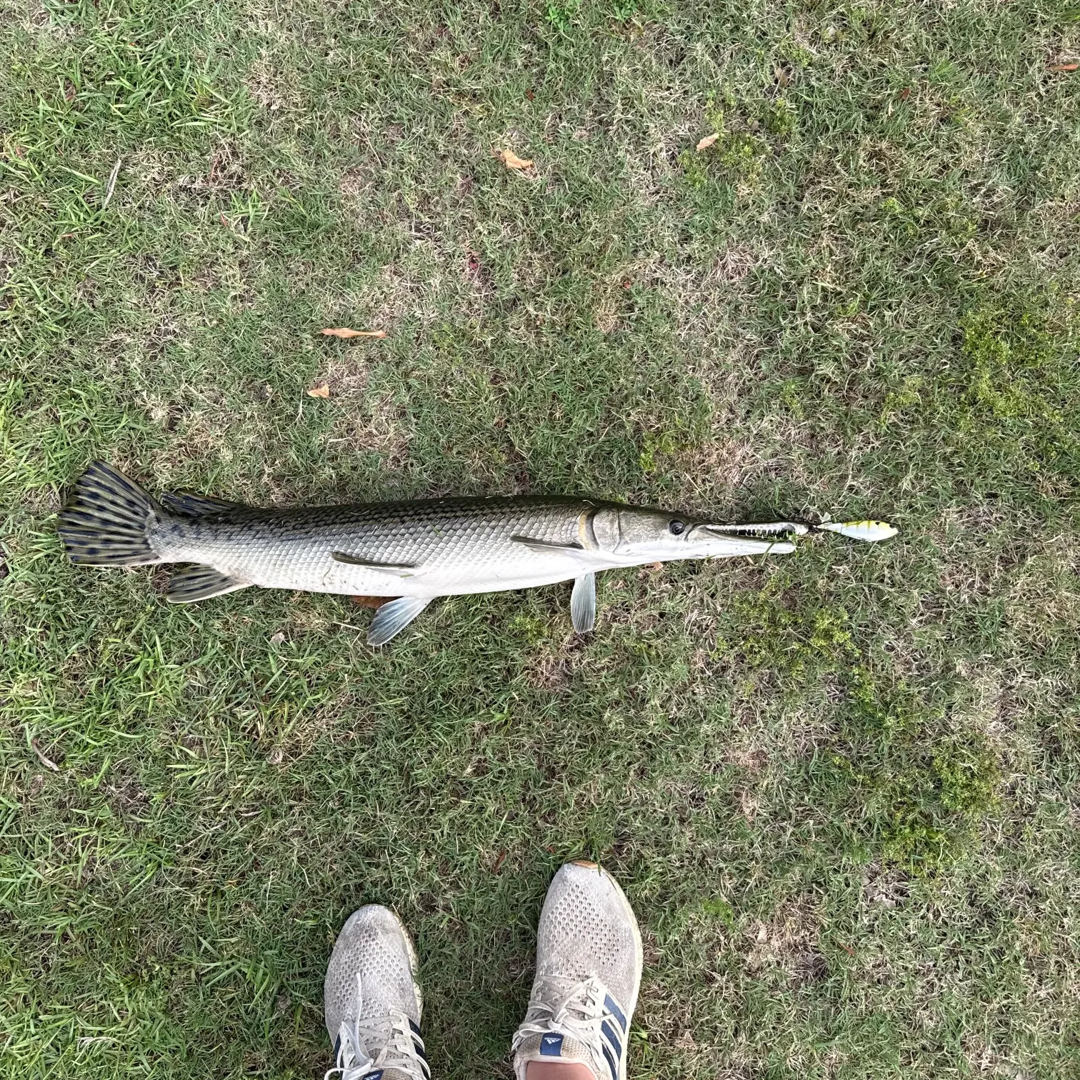The most recent Shortnose gar catches on Fishbrain