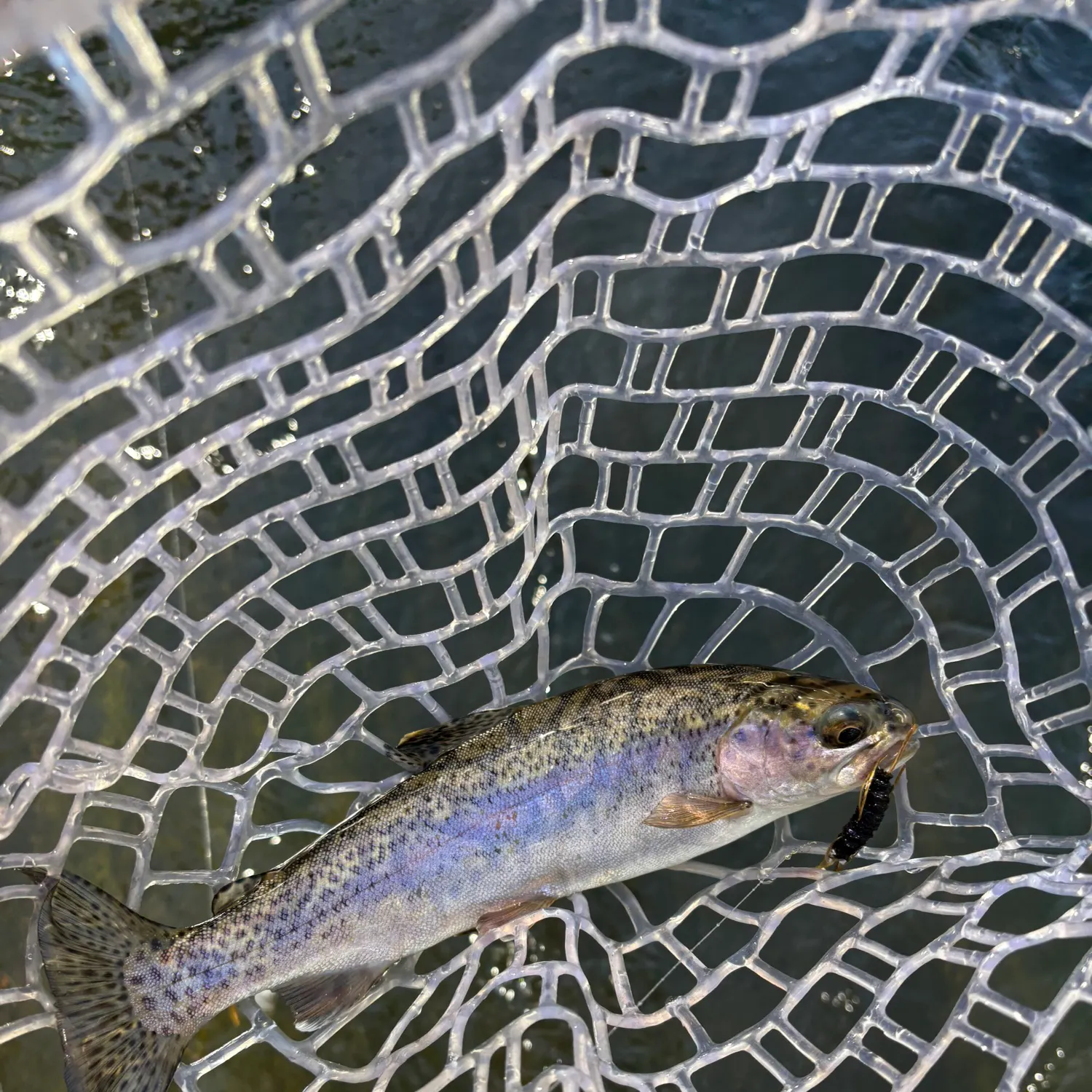 Rainbow trout caught on Fishbrain