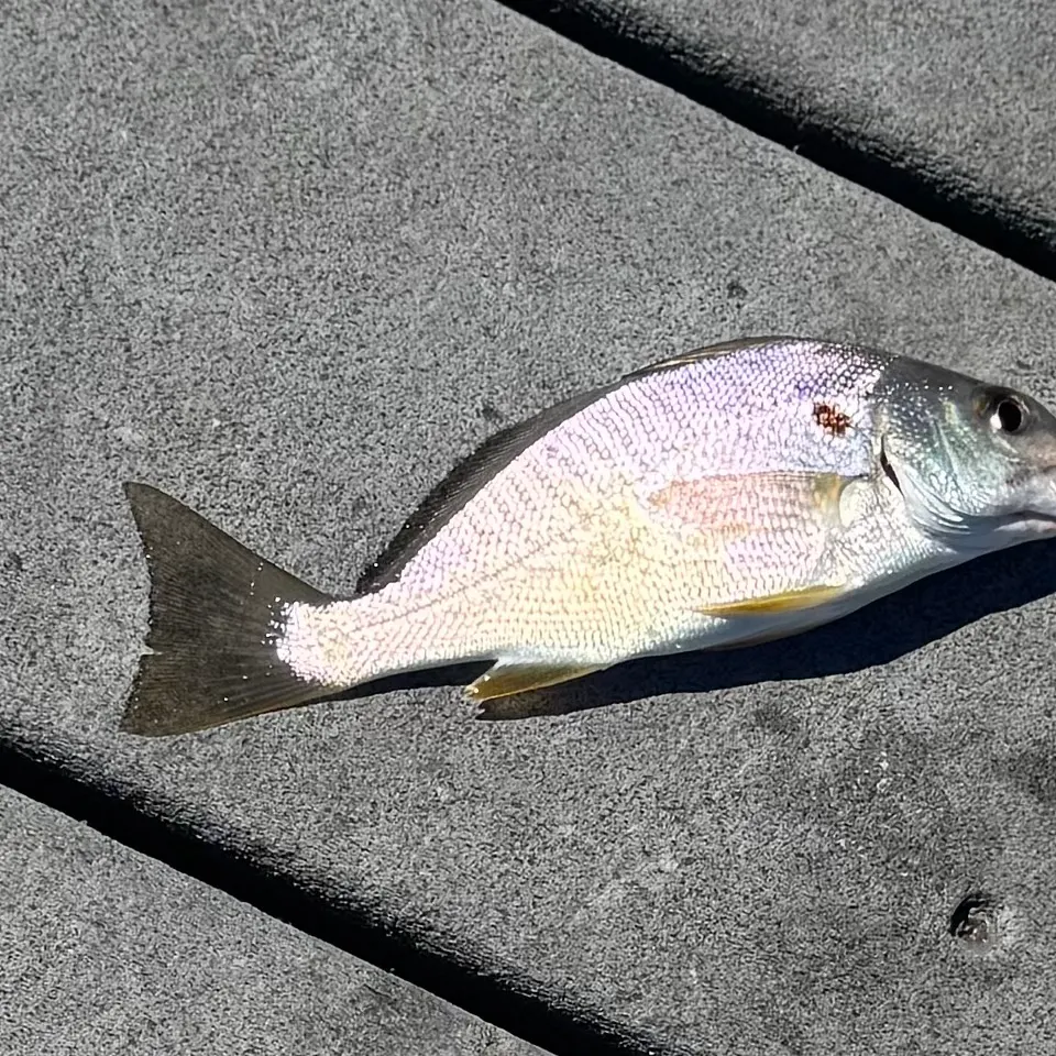 Spot croaker caught on Fishbrain