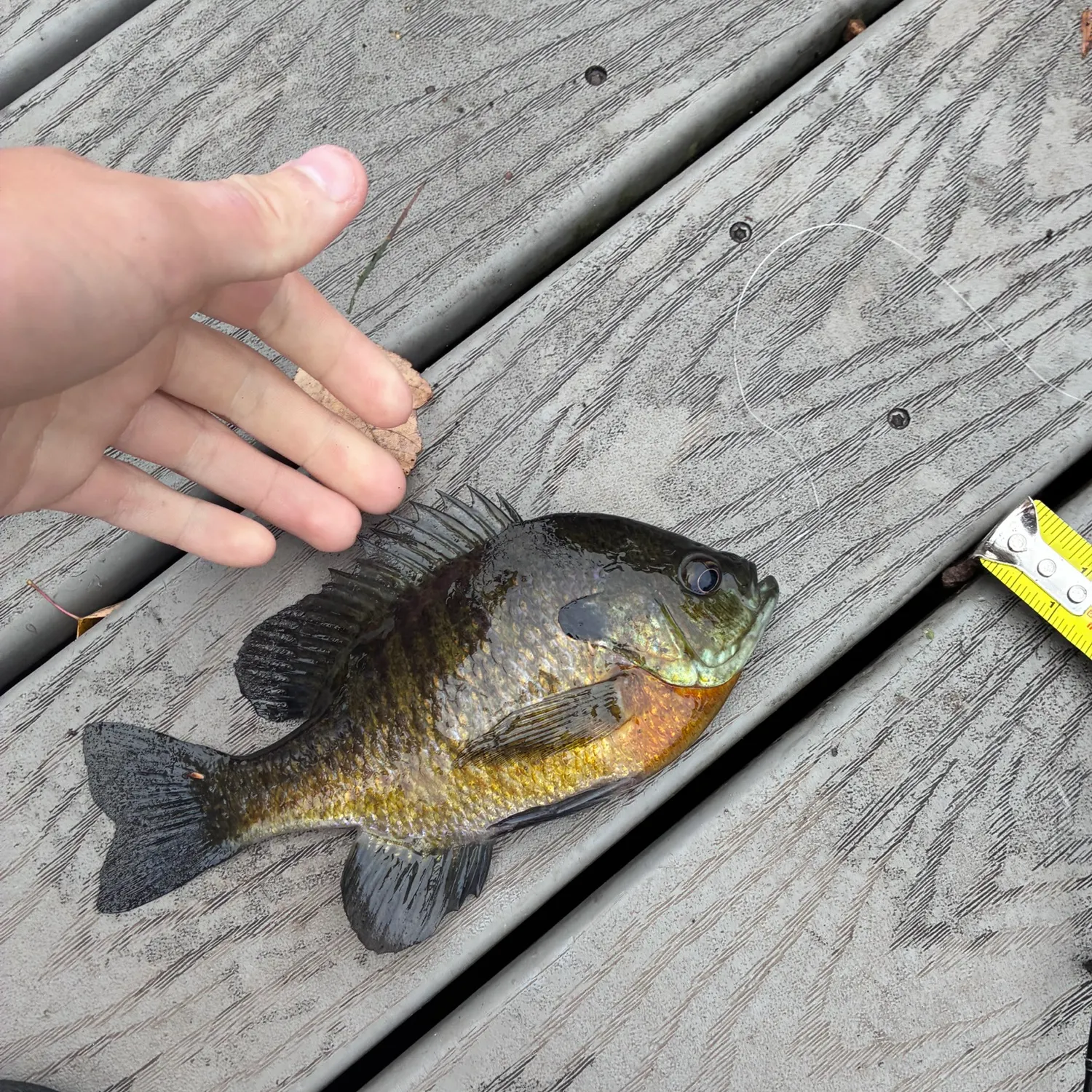 Bluegill caught on Fishbrain