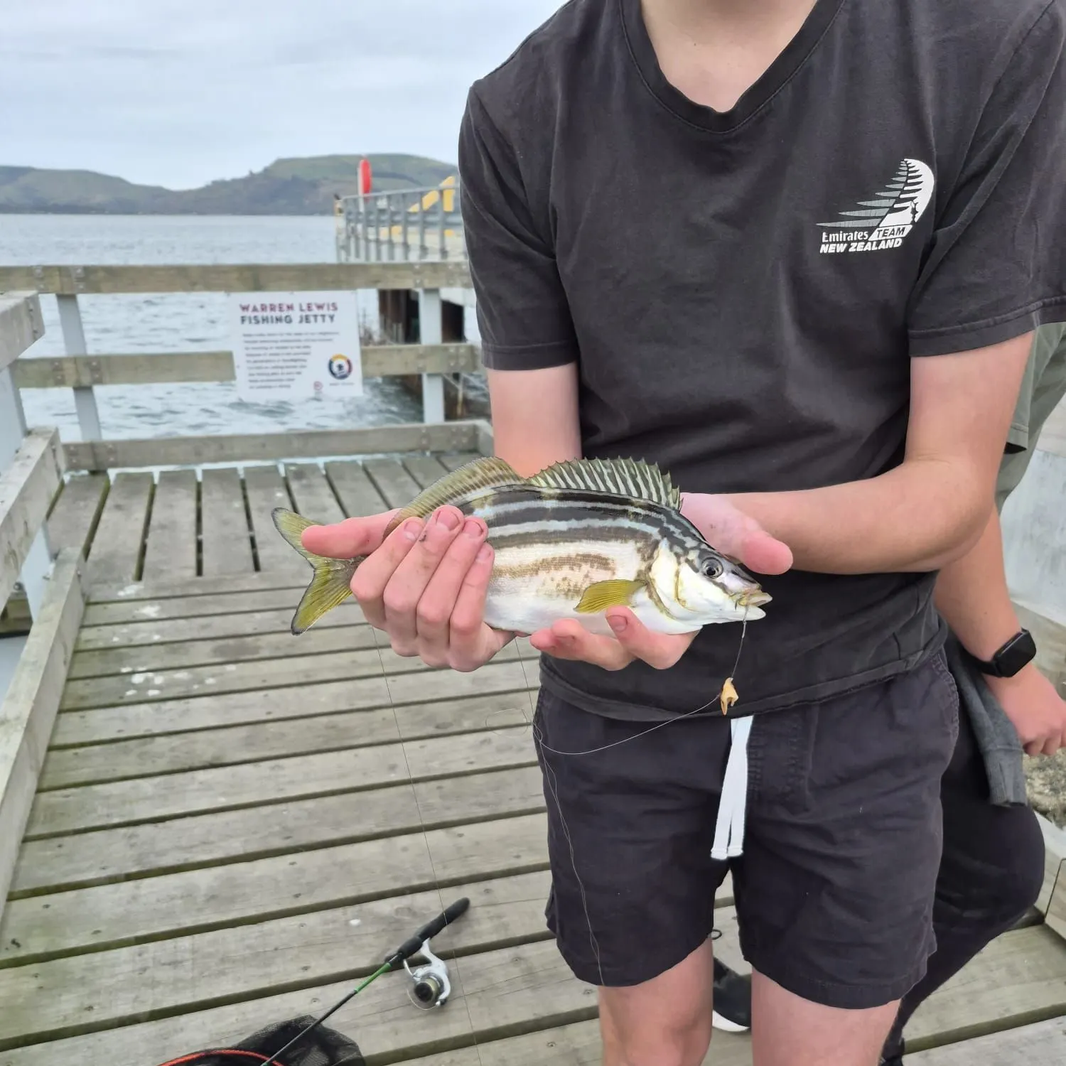 The most recent Striped trumpeter catches on Fishbrain