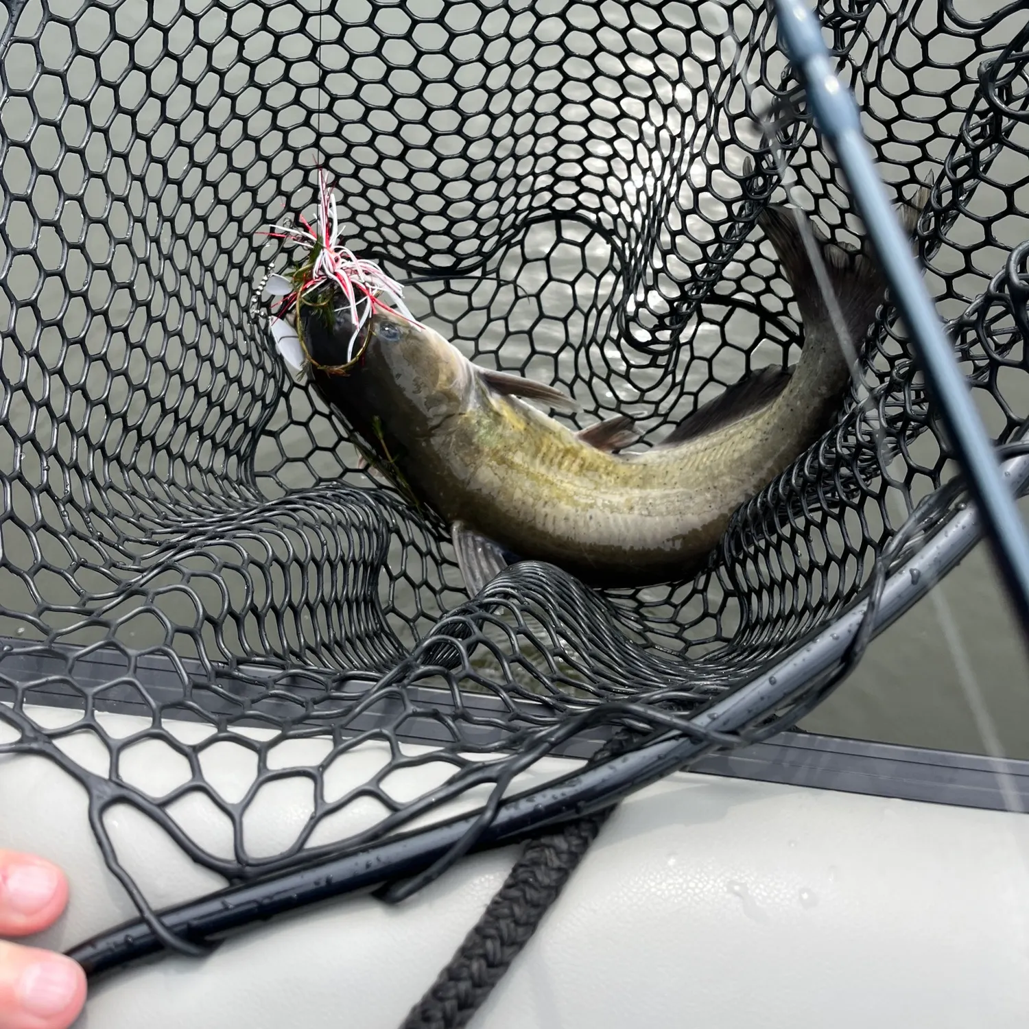 Channel catfish caught on Fishbrain