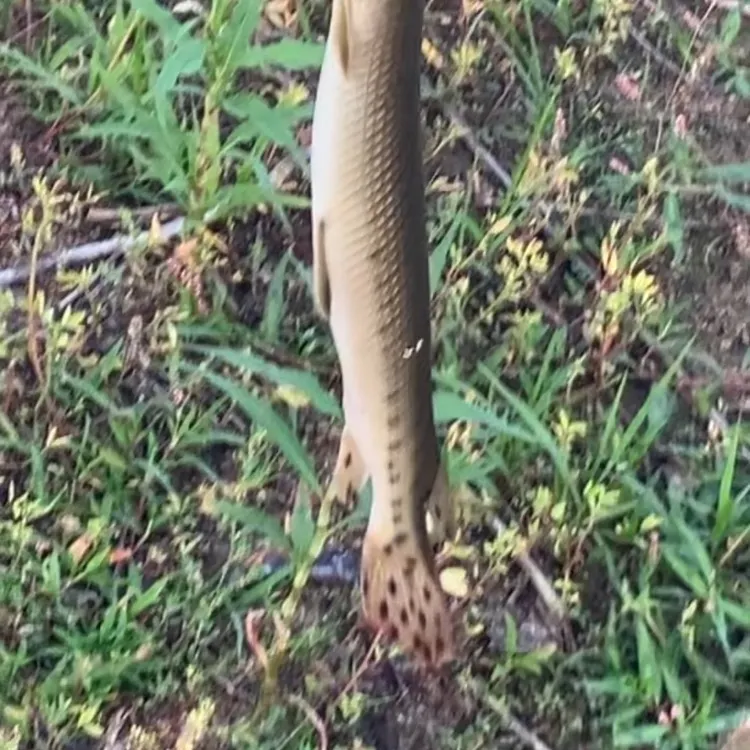 most liked catch image