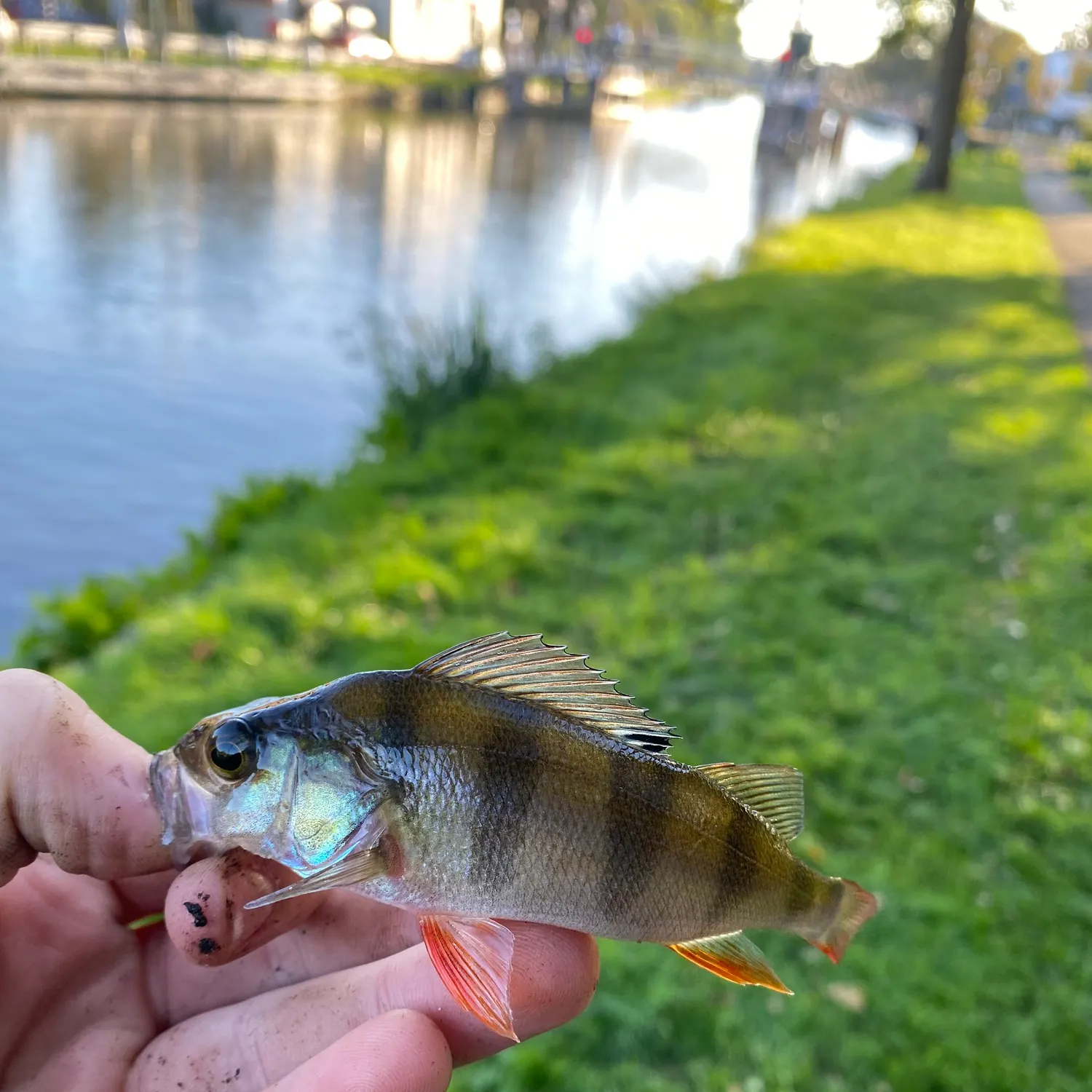 European perch caught on Fishbrain