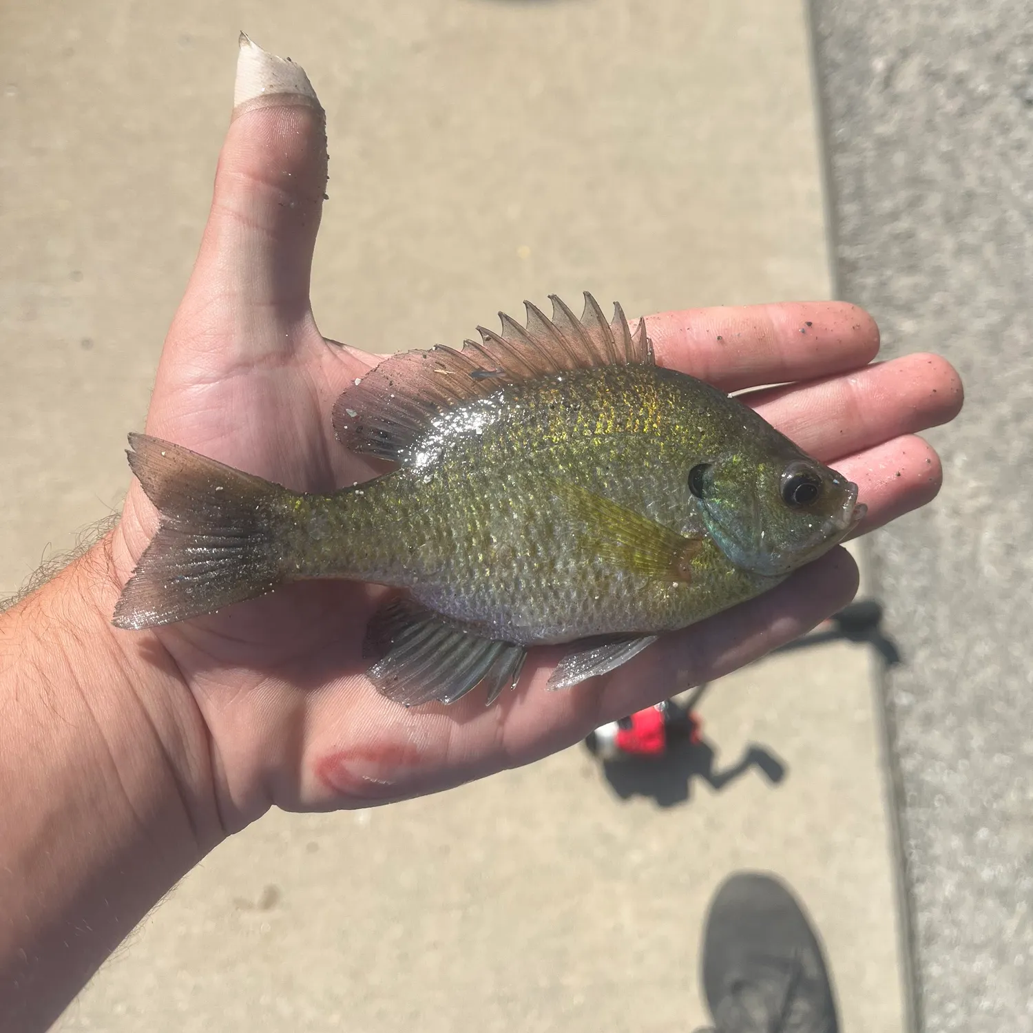catch