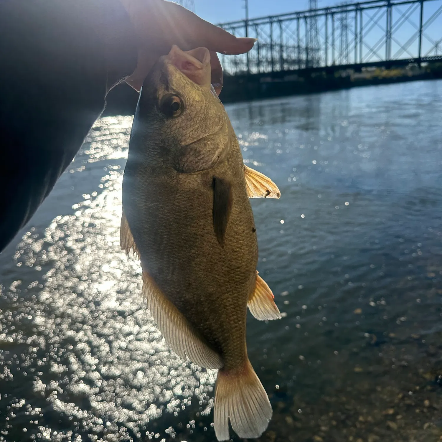 Freshwater drum caught on Fishbrain