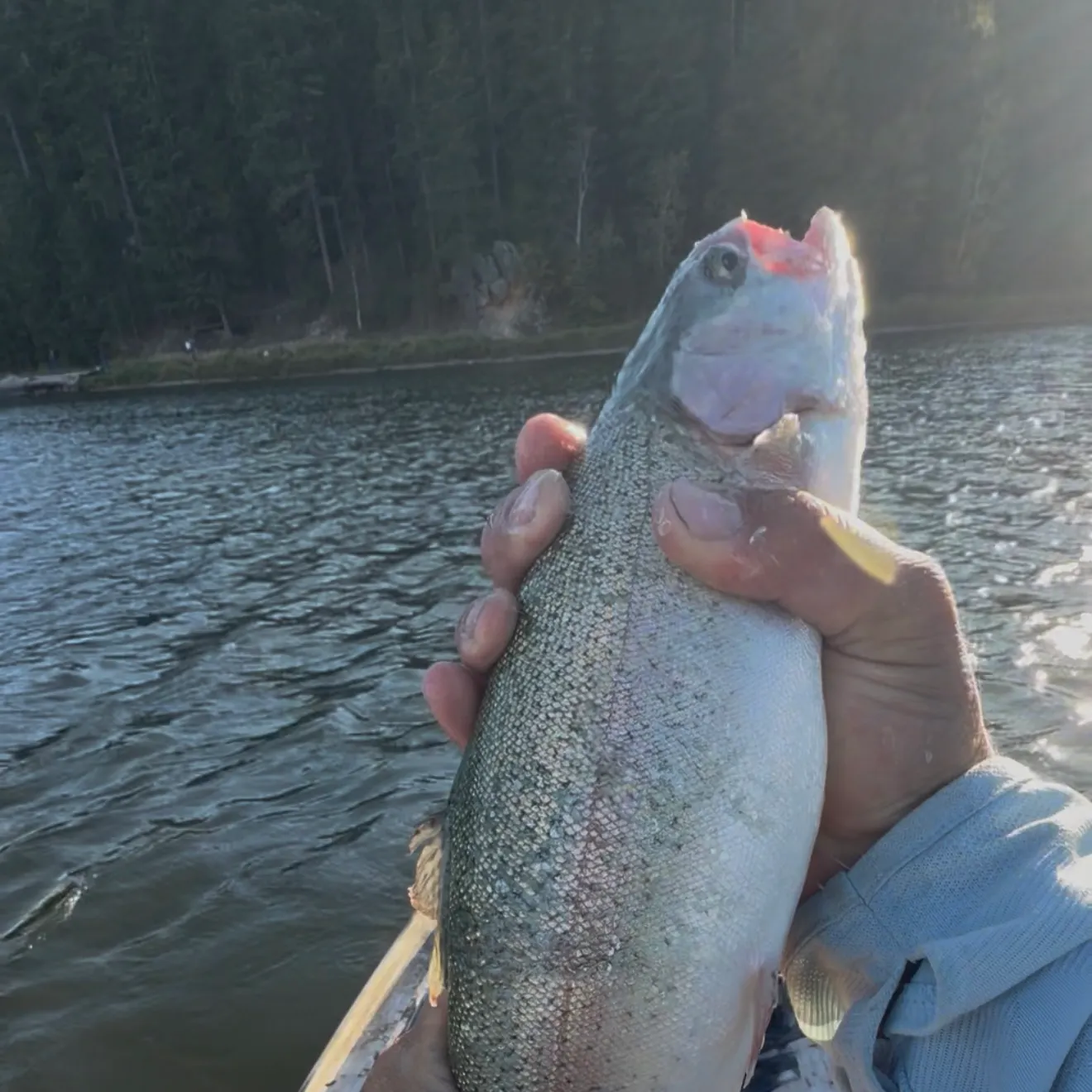 Rainbow trout caught on Fishbrain